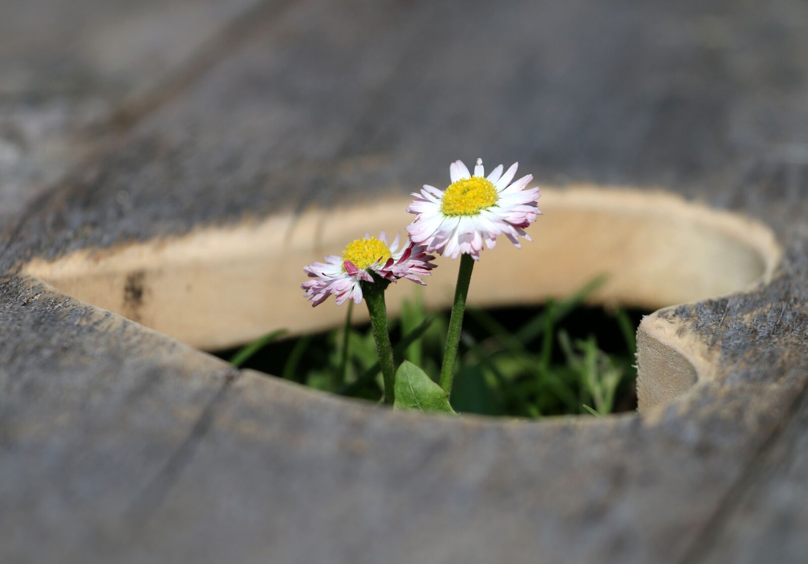 Canon EOS 70D + Canon EF 70-200mm F4L USM sample photo. Heart, flowers, daisy photography
