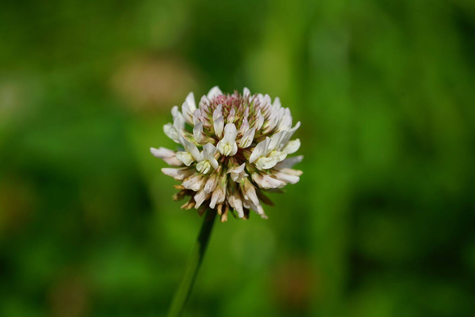 Sony a7R II + Sony FE 90mm F2.8 Macro G OSS sample photo. Klee, blossom, bloom photography