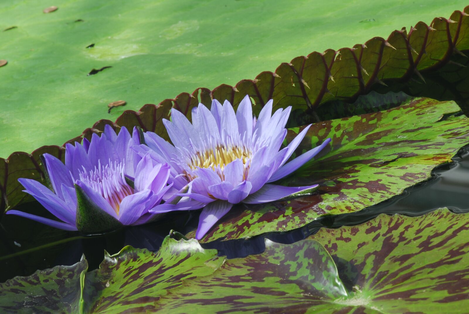 Nikon D200 sample photo. Puddle, plant, nature photography