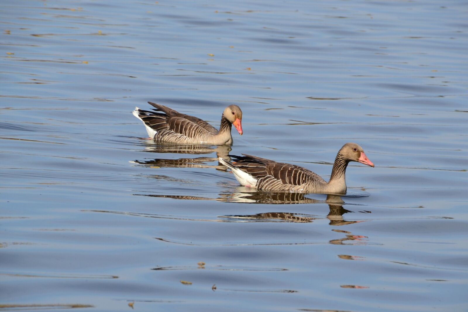 Nikon D3100 sample photo. Geese, birds, water photography