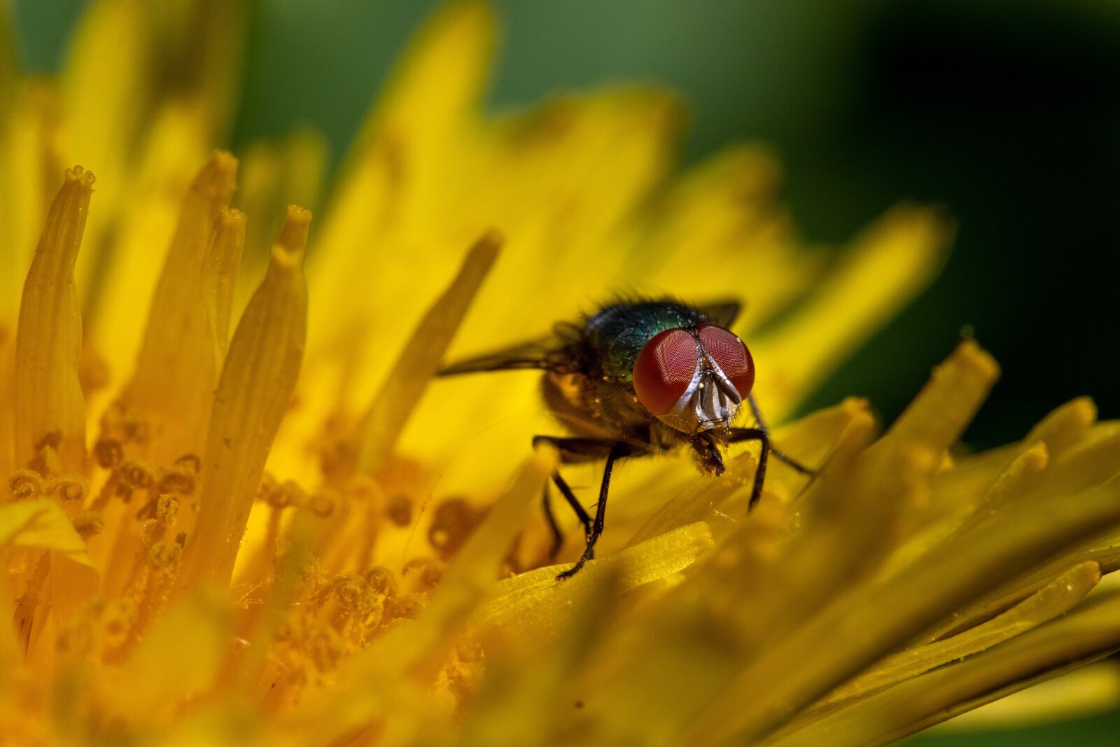 Canon EF-S 60mm F2.8 Macro USM sample photo. Fly, flower, dandelion photography