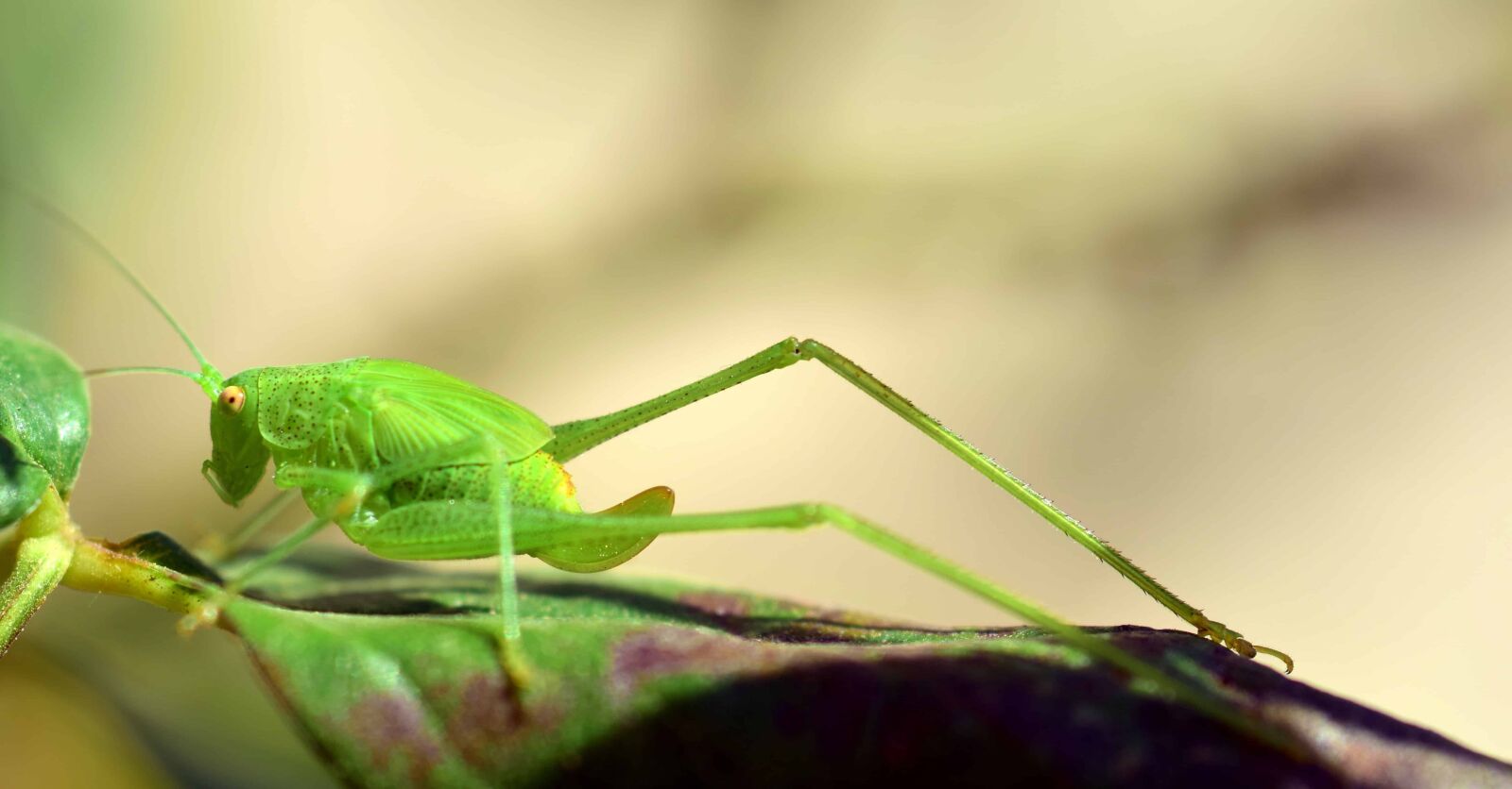 Nikon D3300 sample photo. Grasshopper, nature, invertebrate, insect photography