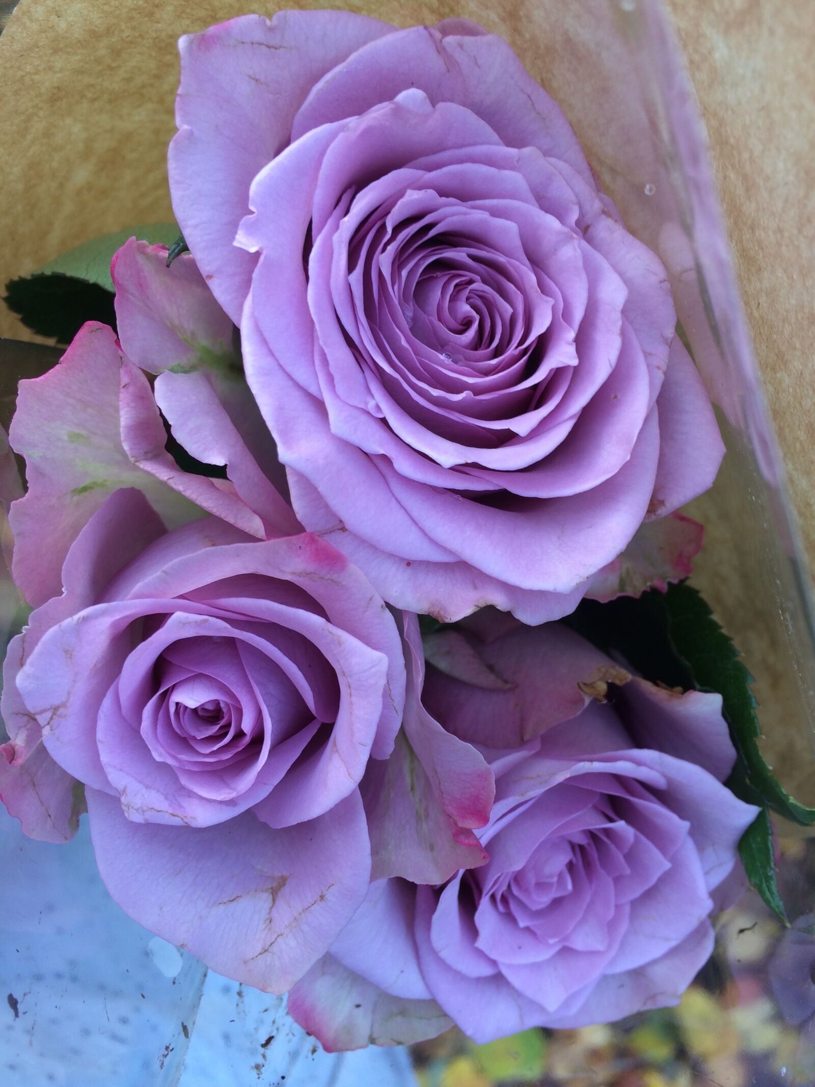 iPhone 5s back camera 4.15mm f/2.2 sample photo. Rose, purple, flower photography