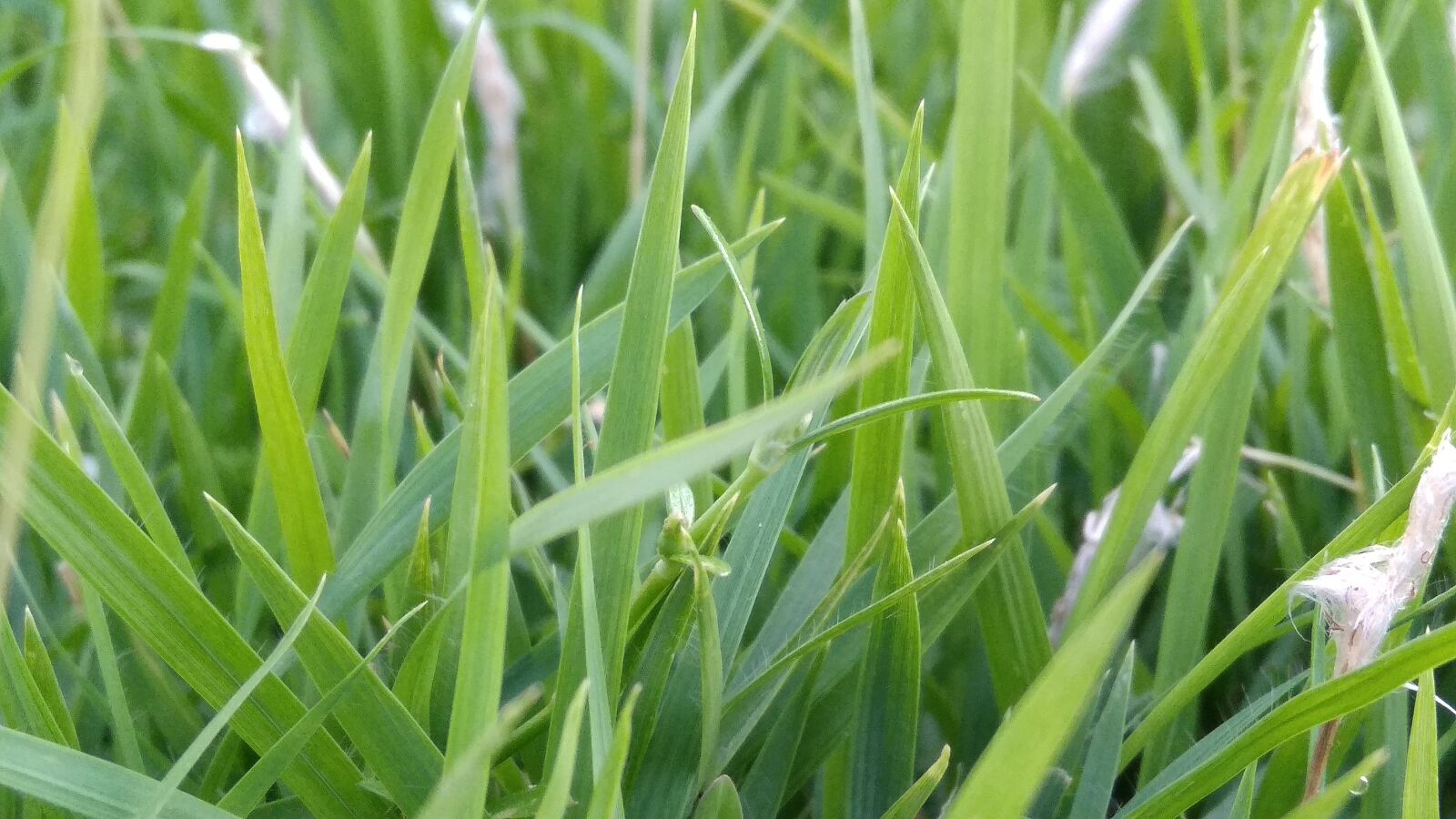 Xiaomi Redmi 5A sample photo. Flora, leaf, growth photography