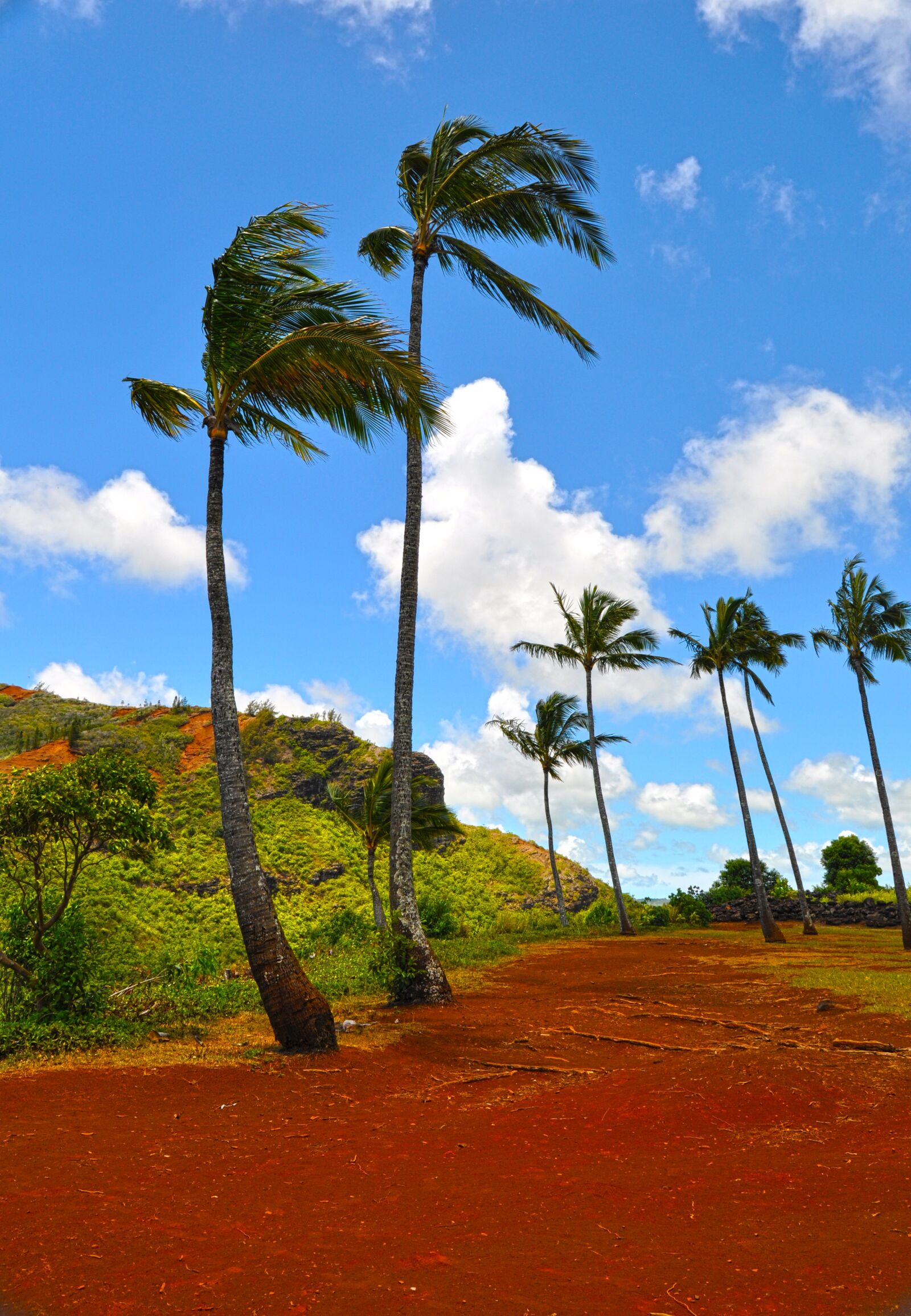 Nikon D90 sample photo. Hawaii, palm trees, tropical photography