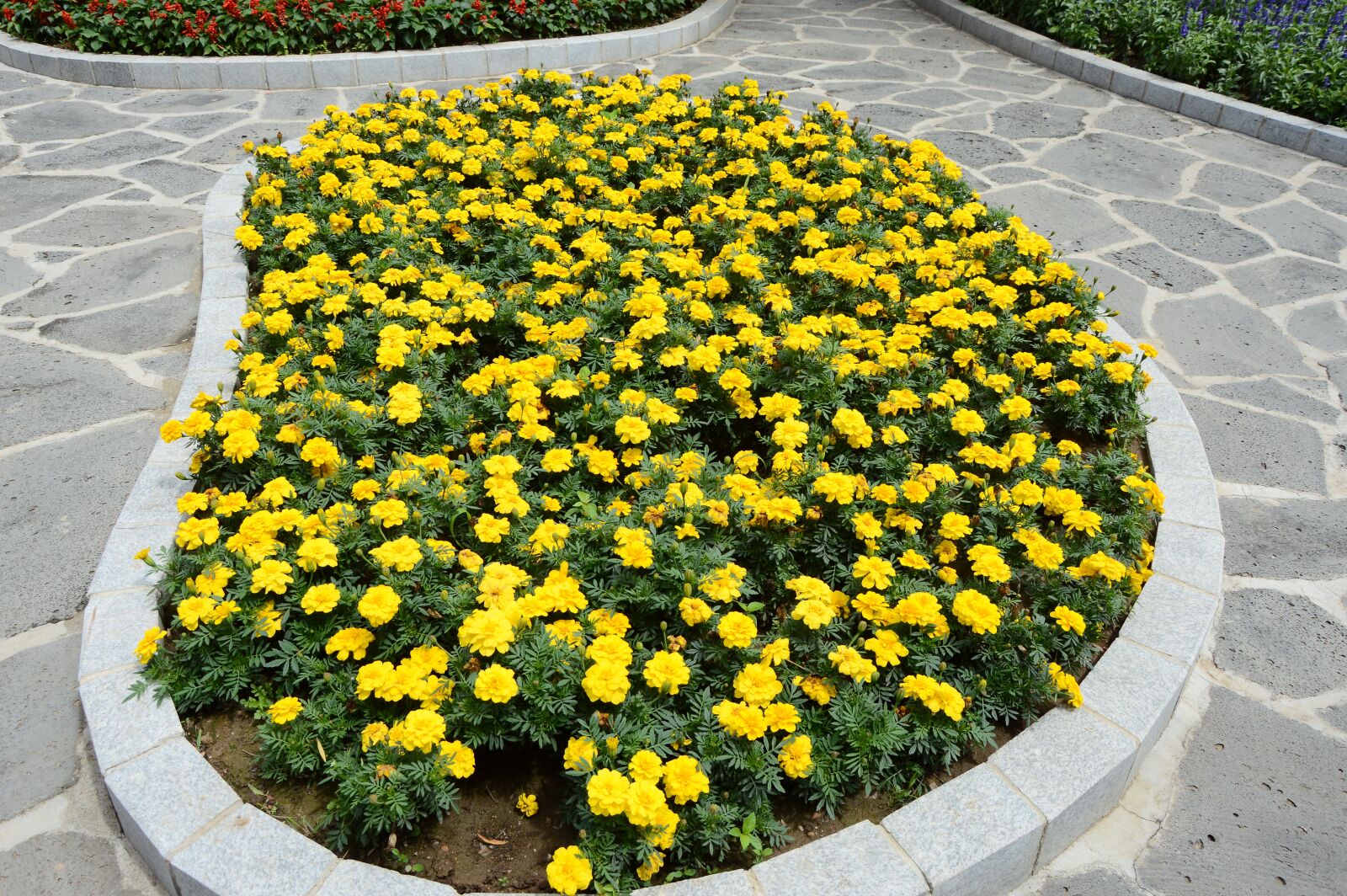 Nikon D3200 sample photo. Flower, park, road photography