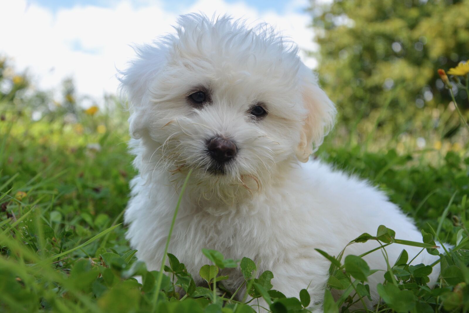 Nikon D5200 sample photo. Dog, puppy, cotton tulear photography