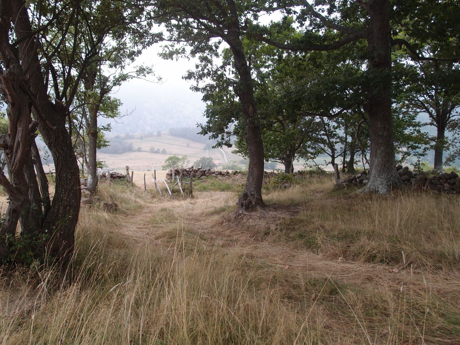 Olympus XZ-1 sample photo. Landscape, path, nature photography