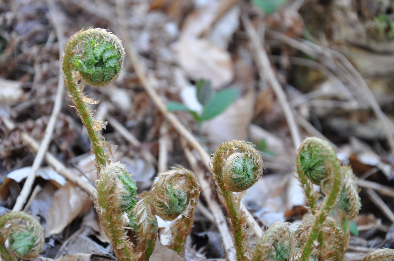 Nikon D90 sample photo. Undergrowth, ferns, nature photography