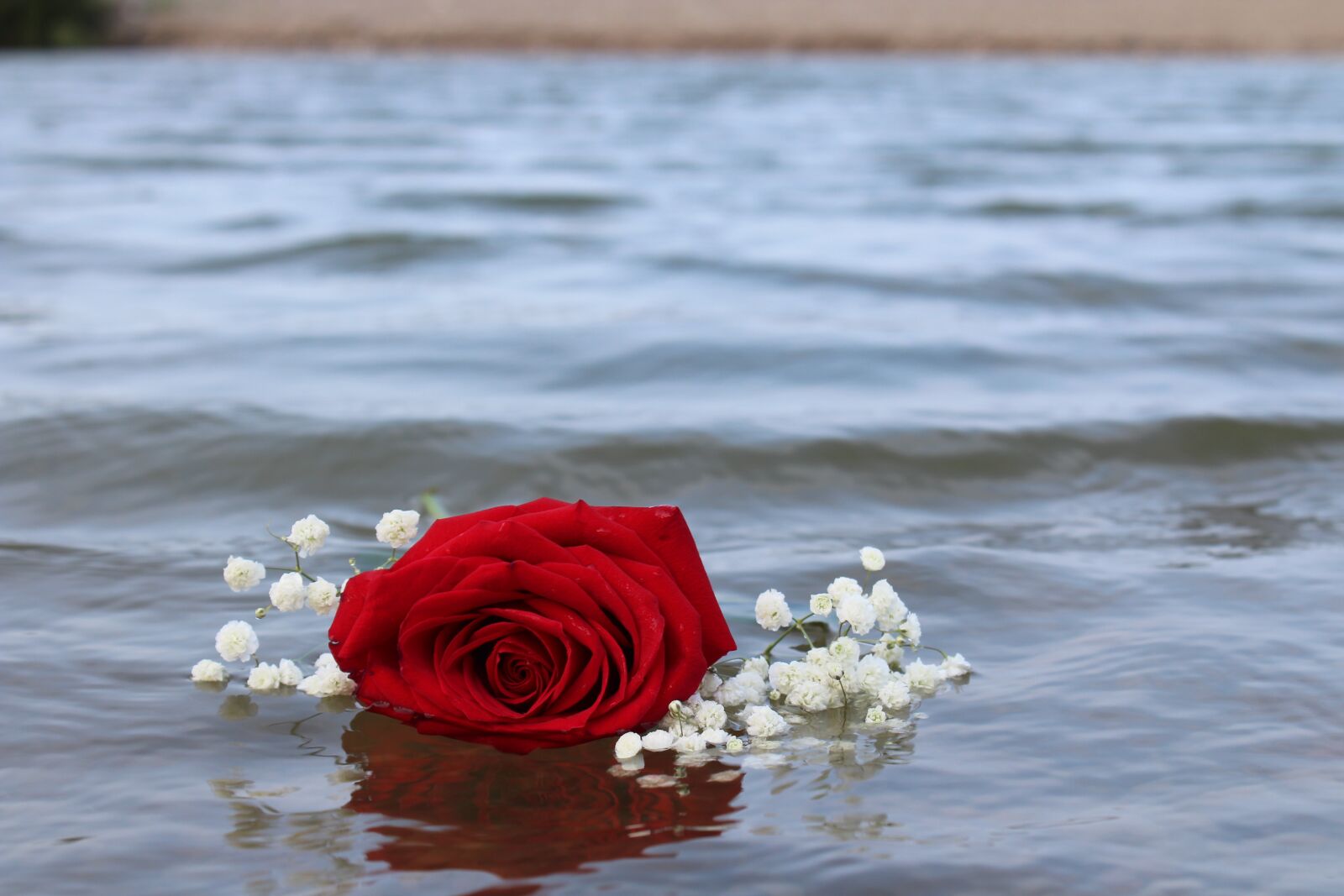 Canon EOS 1300D (EOS Rebel T6 / EOS Kiss X80) sample photo. Rose, red, beach photography