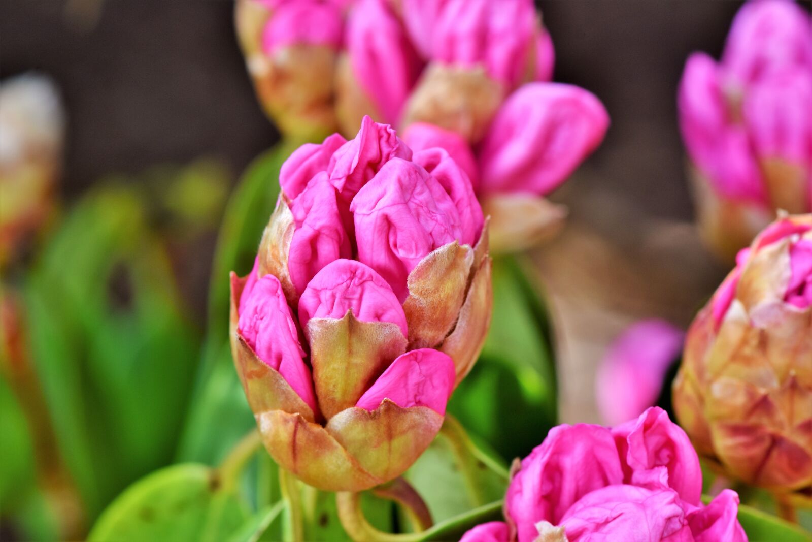 Nikon D7200 sample photo. Rhododendron, rhododedron buds, pink photography