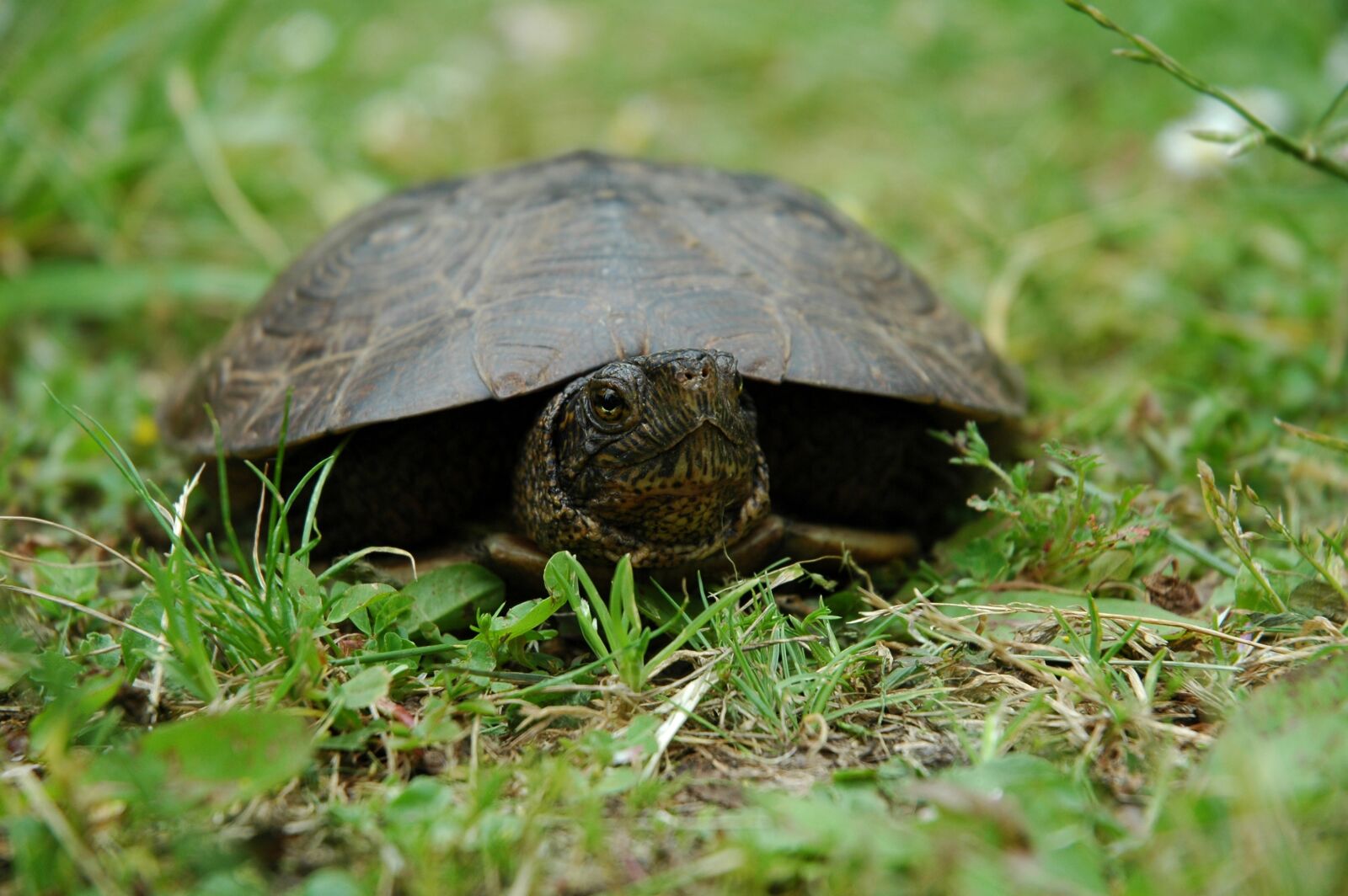 Nikon D70 sample photo. Turtle, animal, wildlife photography