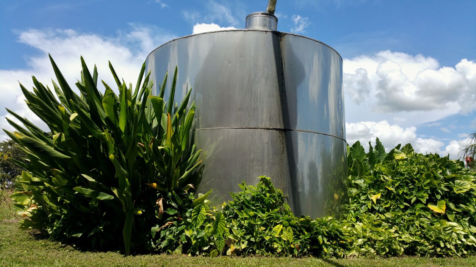 Samsung Galaxy Note4 sample photo. Water tank, plant's, metallic photography