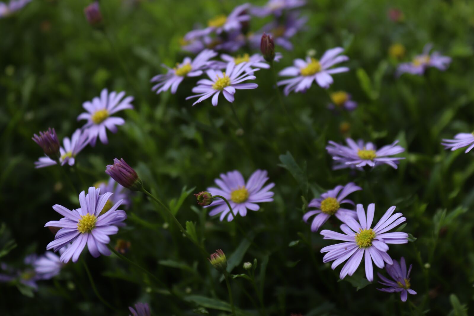 Canon EOS 200D (EOS Rebel SL2 / EOS Kiss X9) sample photo. Flowers, purple, tender photography