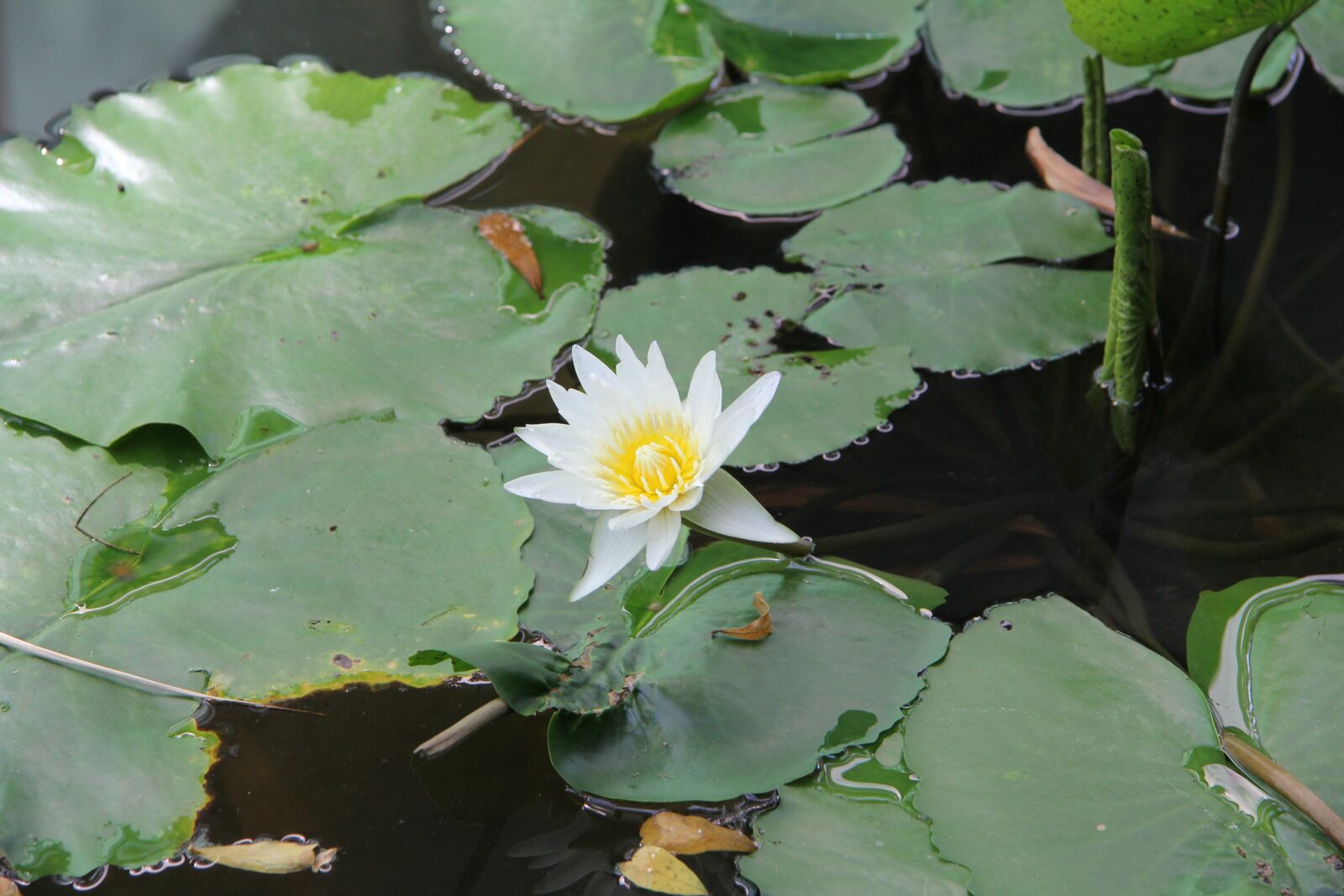 Canon EF-S 17-85mm F4-5.6 IS USM sample photo. Flower, thailand, nature photography