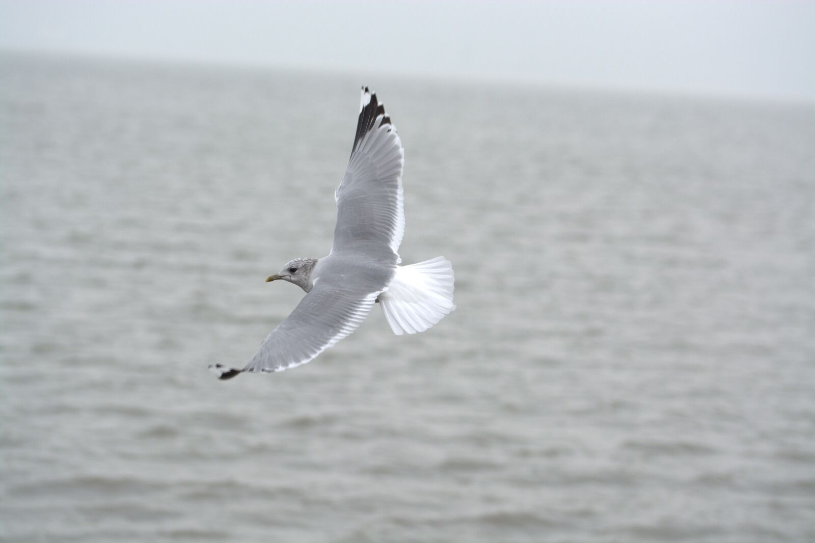Nikon D5200 sample photo. Herring gull, seagull, larus photography