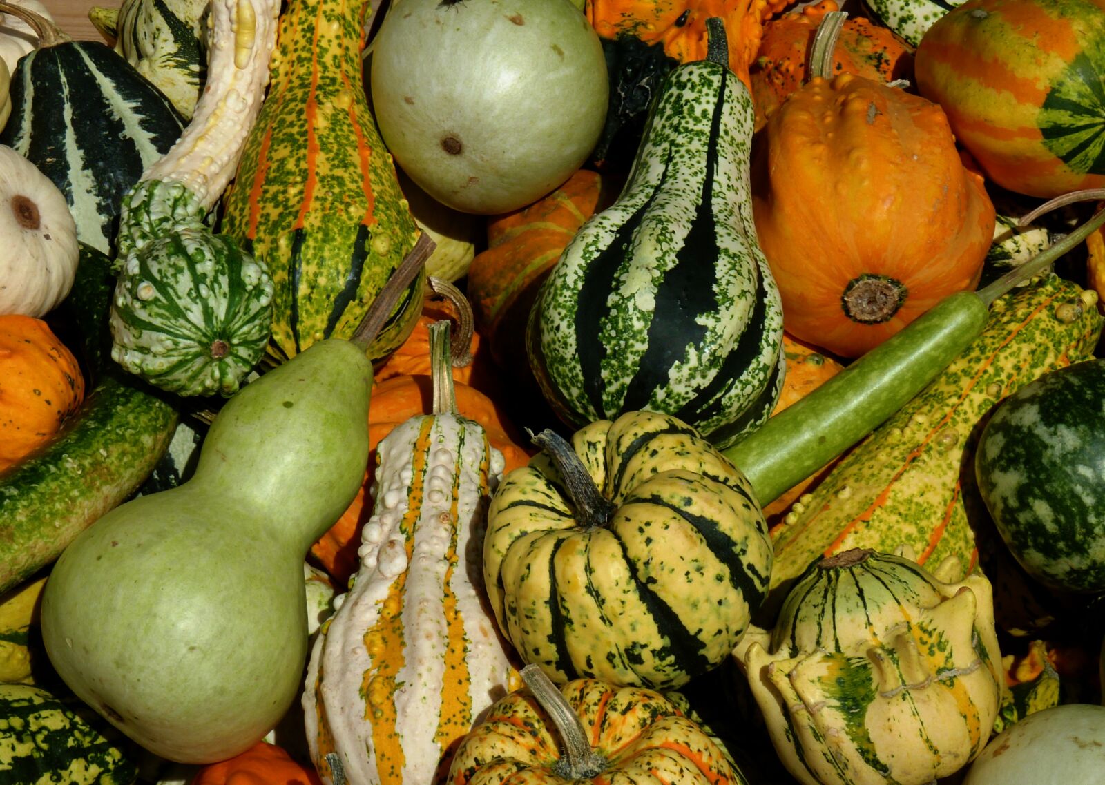 Panasonic DMC-TZ7 sample photo. Thanksgiving, pumpkins, vegetables photography