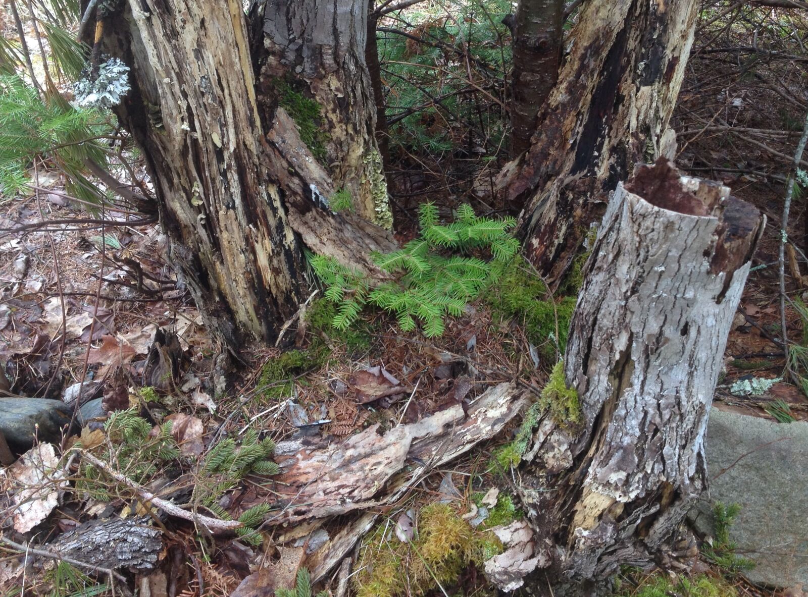 iPhone 4S back camera 4.28mm f/2.4 sample photo. Rotted, stump photography