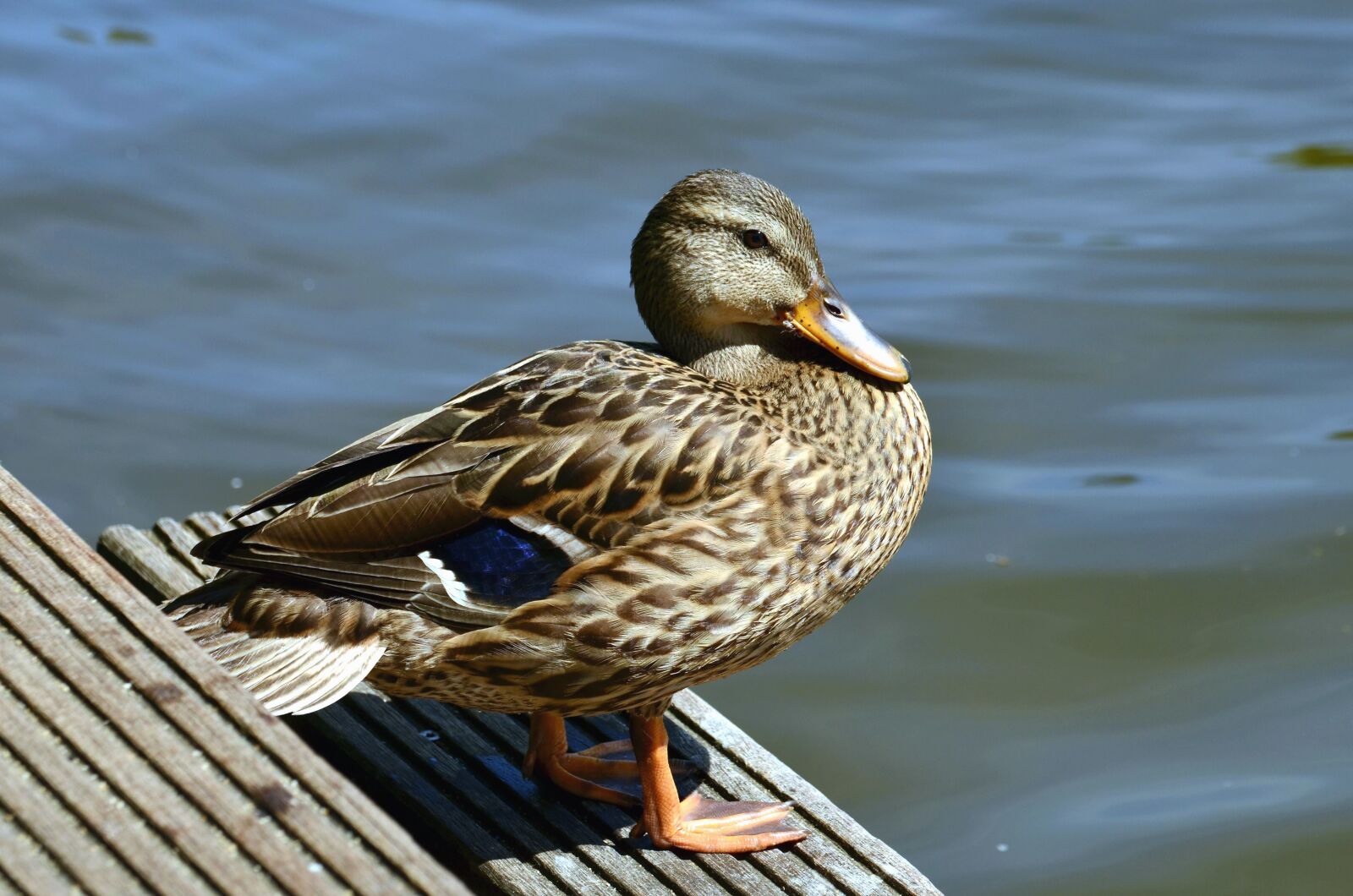 Nikon D5100 sample photo. Duck, feather, animal, bird photography