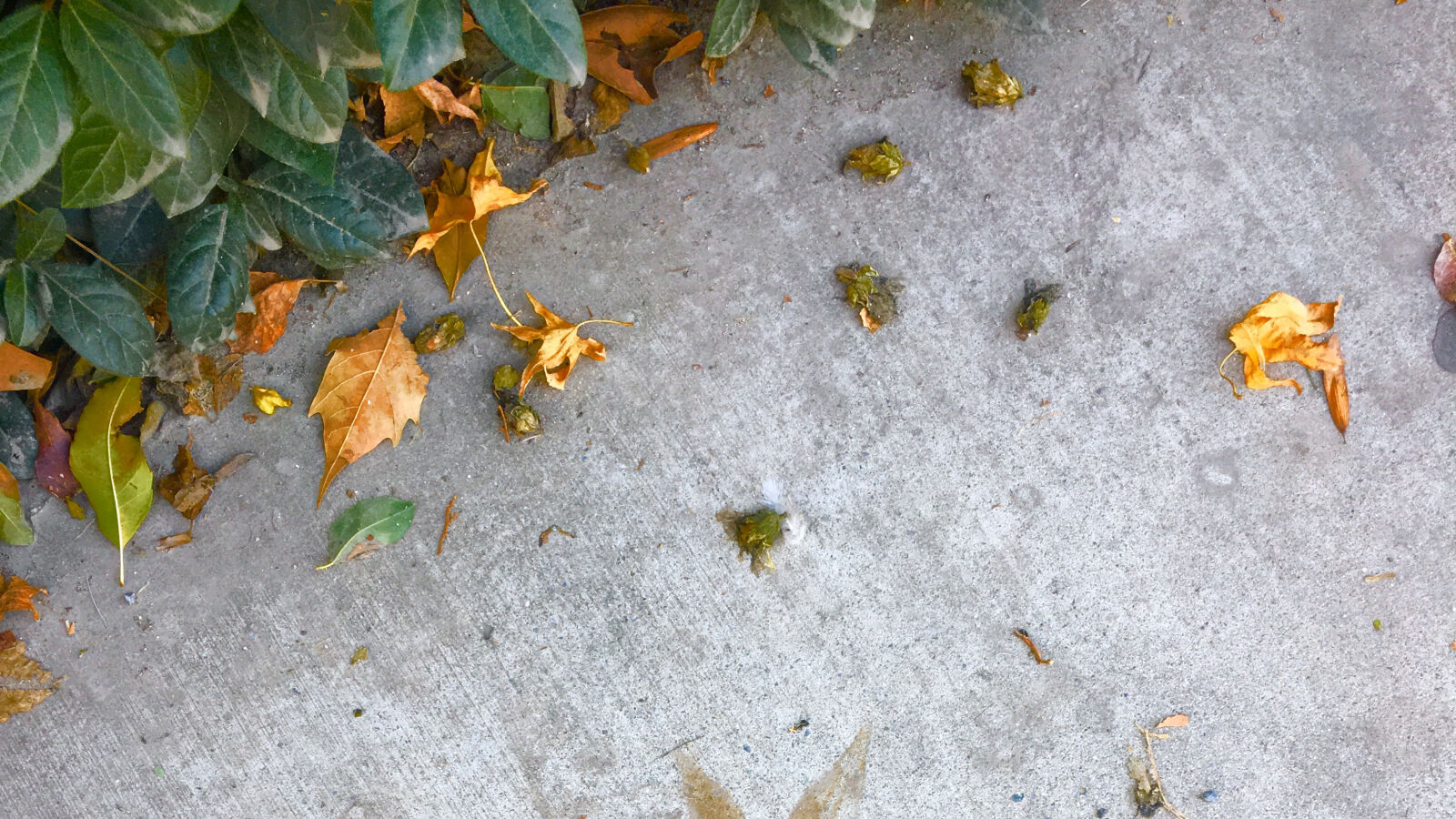 iPhone 6s back camera 4.15mm f/2.2 sample photo. Floor, leafs photography