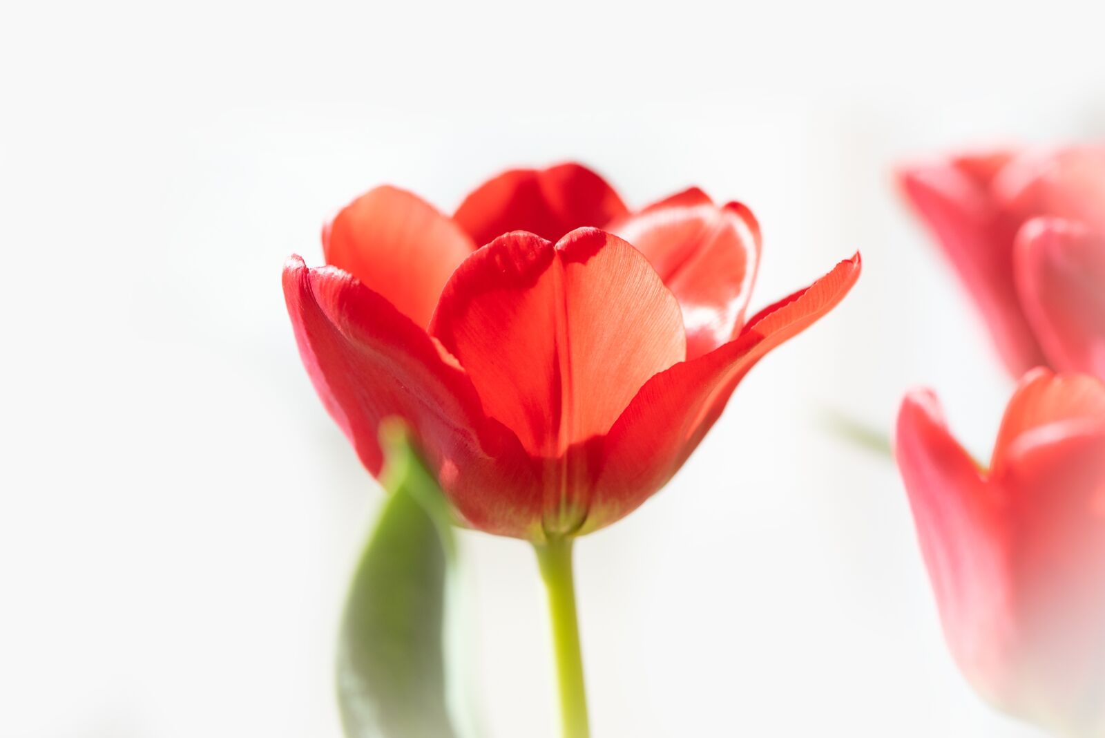 Nikon D750 sample photo. Tulip, flower, red photography