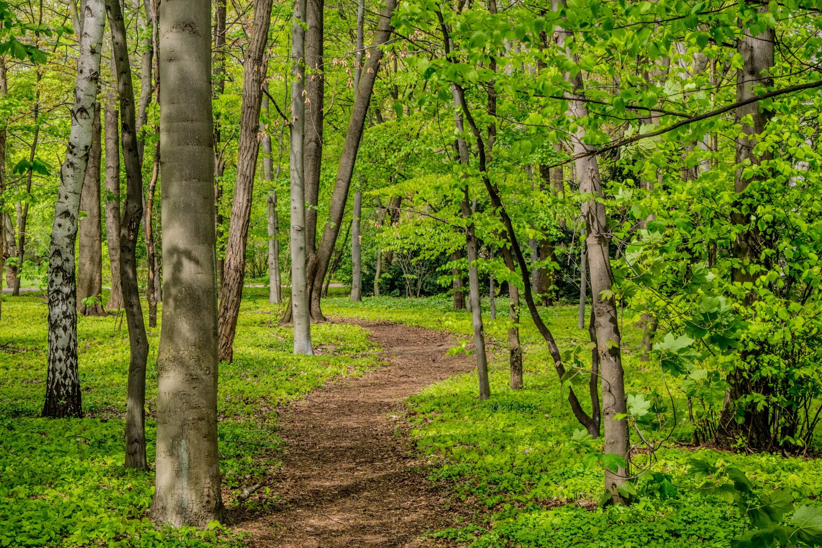 Nikon D3300 sample photo. Berlin, park, green photography