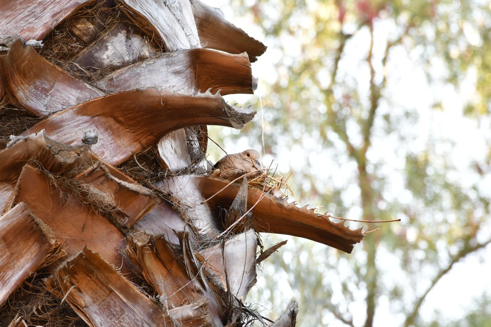 Nikon D7500 sample photo. Ave, nest, animals photography