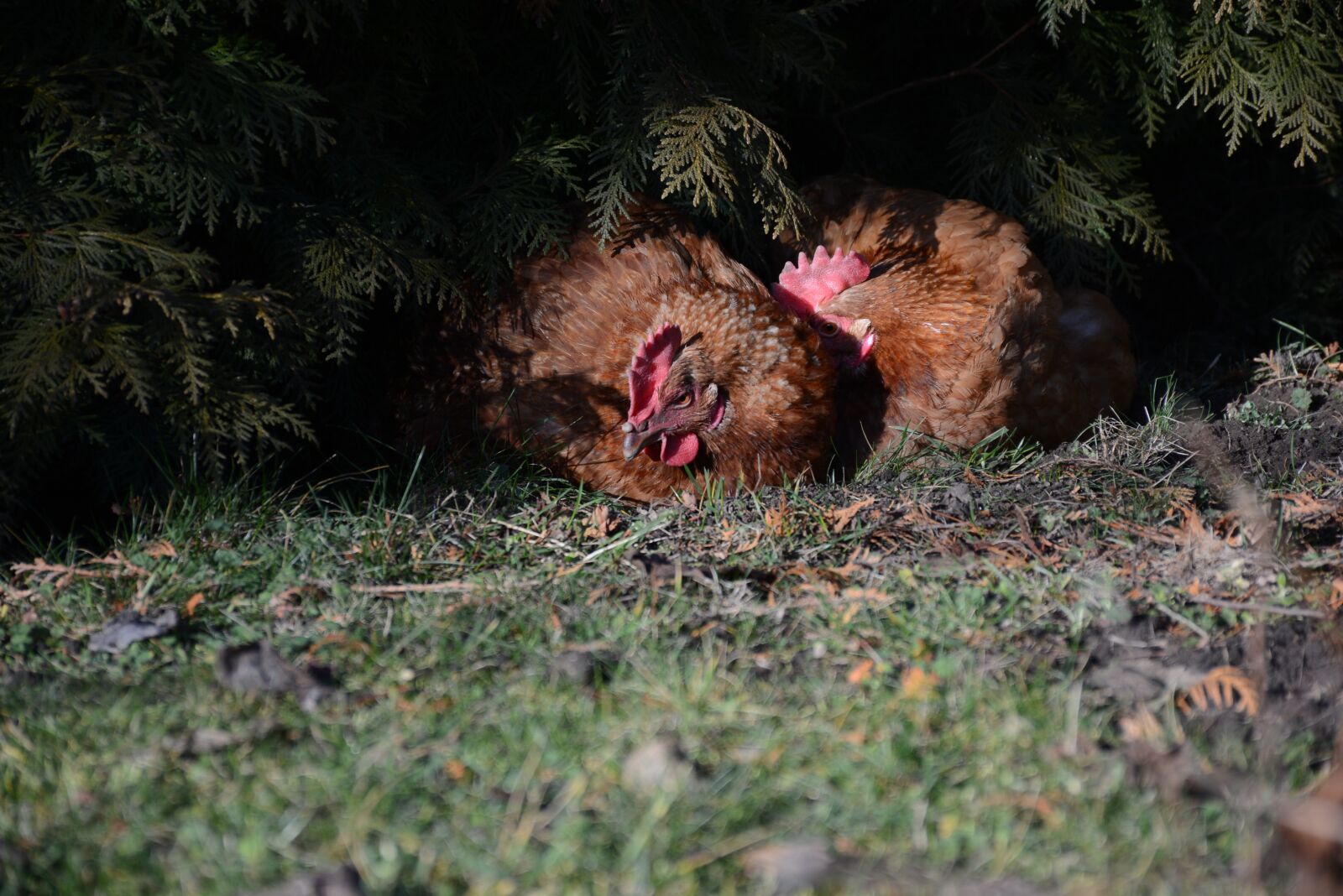 Nikon D7100 sample photo. Hen, egg, easter photography