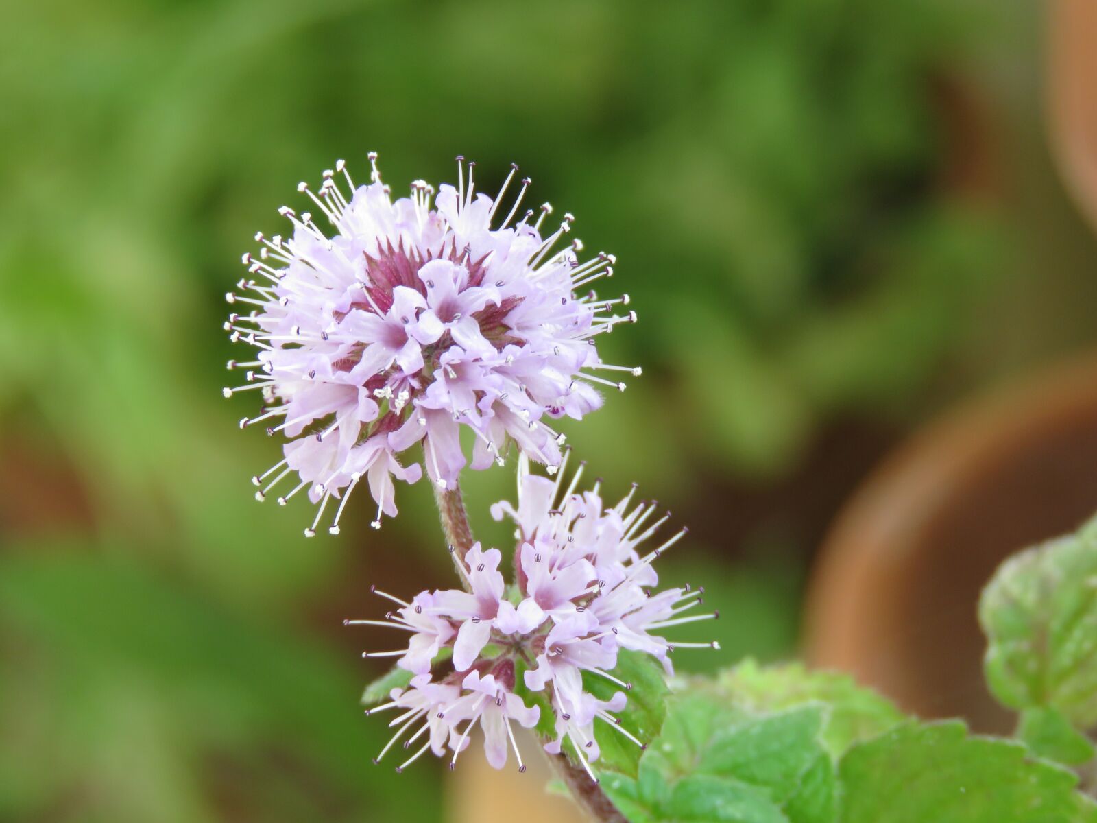 Canon PowerShot SX60 HS sample photo. Mint, flowering, flower photography