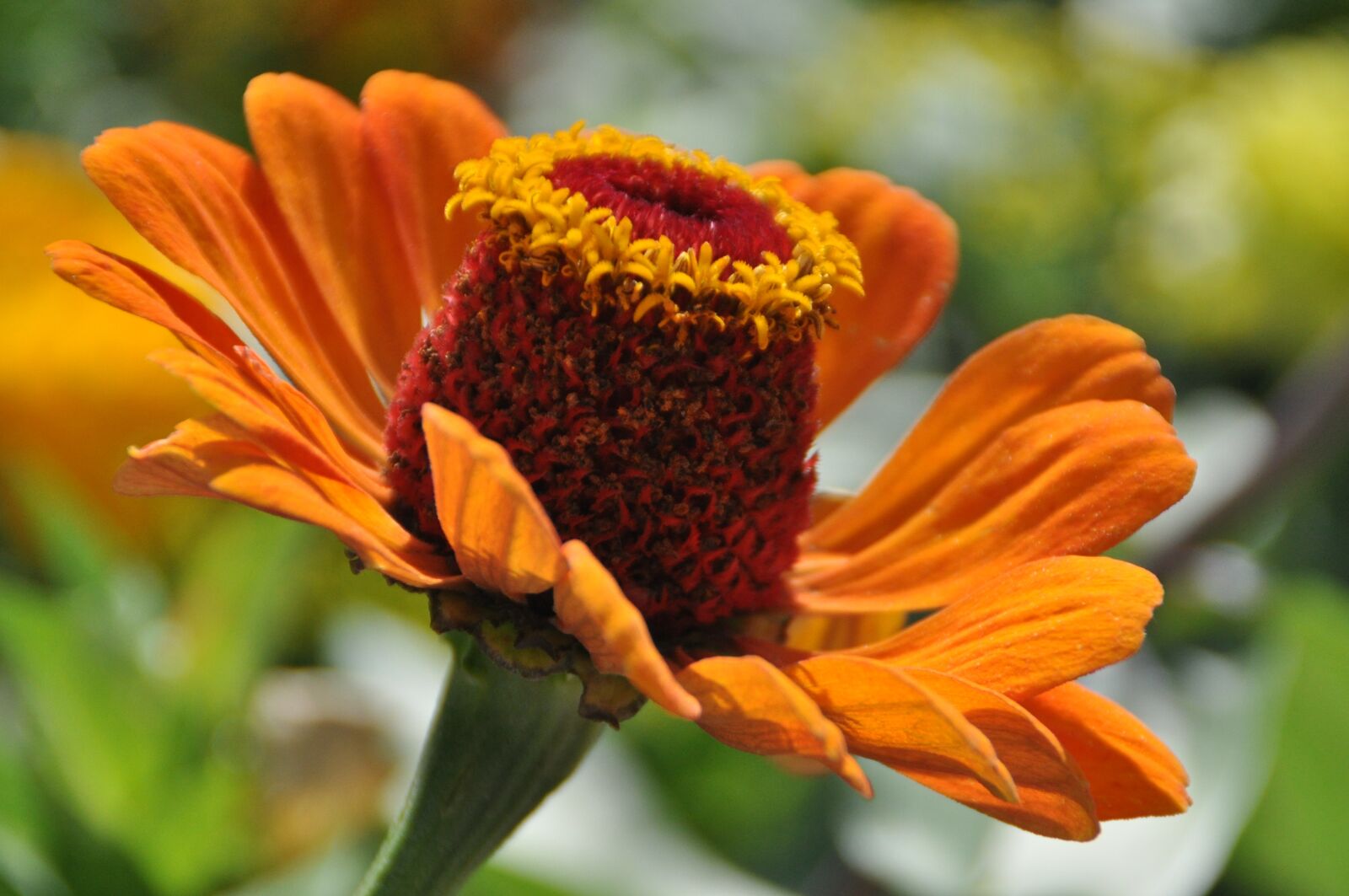 Nikon D5000 sample photo. Flower, flora, orange photography