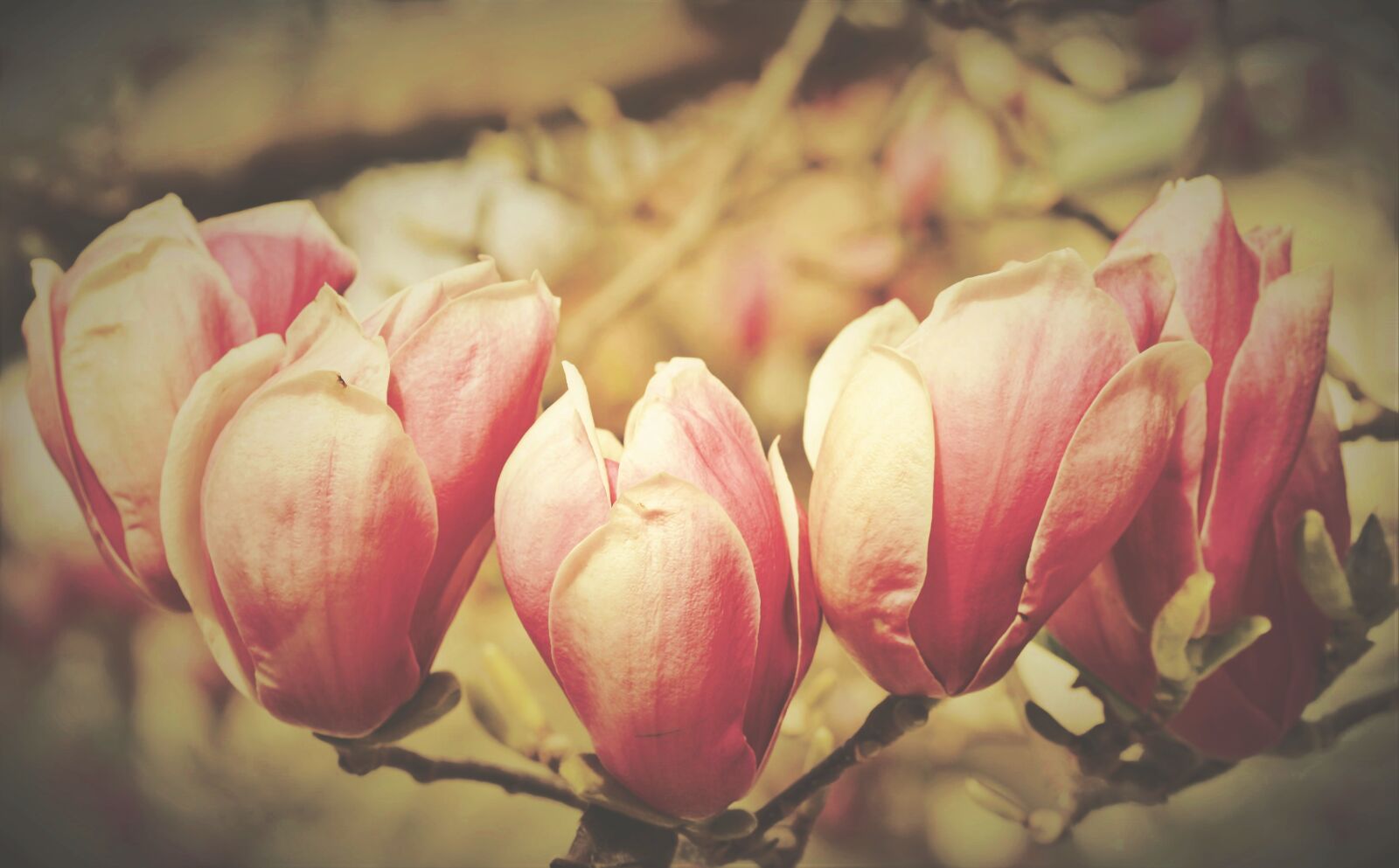 Nikon D7200 sample photo. Magnolia, magnolia tree, flowers photography