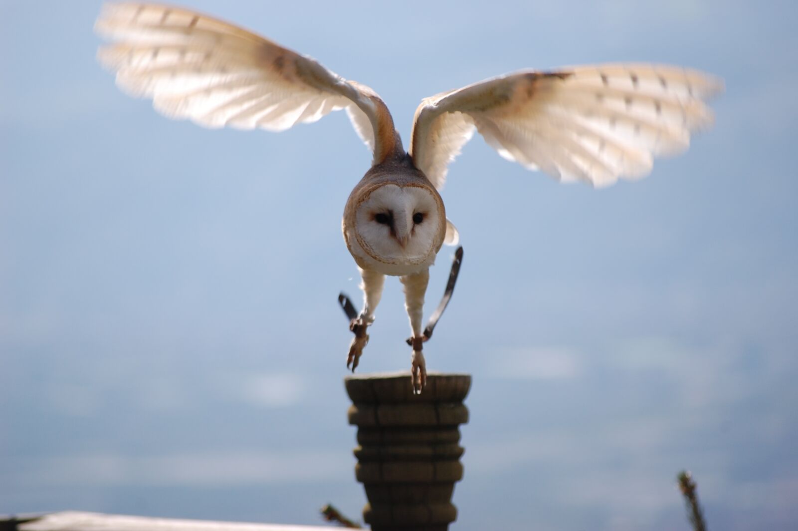 Nikon D40 sample photo. Animals, owl, bird photography