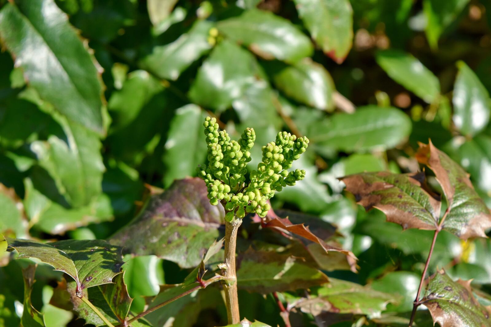 Nikon D5500 sample photo. Flora, nature, leaf, plant photography