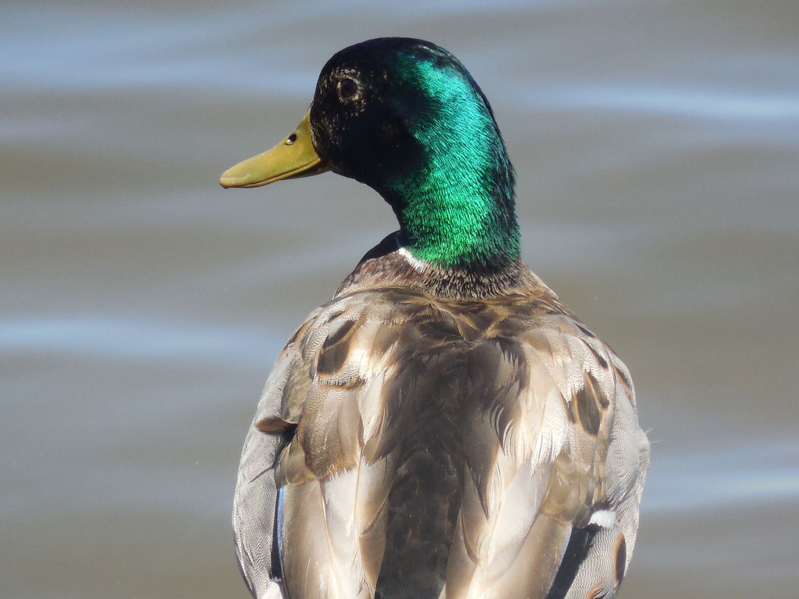 Nikon COOLPIX L620 sample photo. Mallard, duck, drake photography