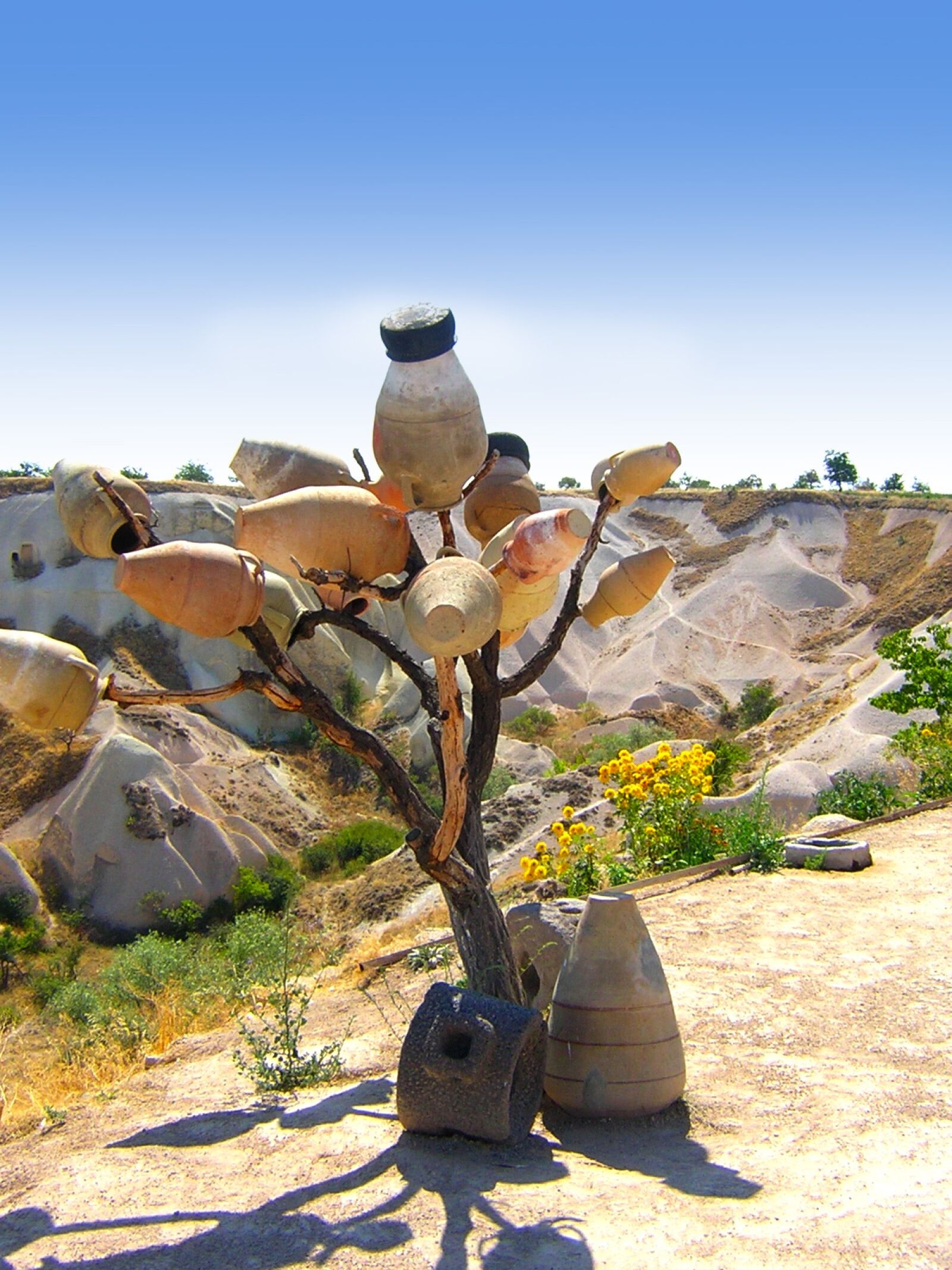 Nikon E2100 sample photo. Pot, tree, desert photography