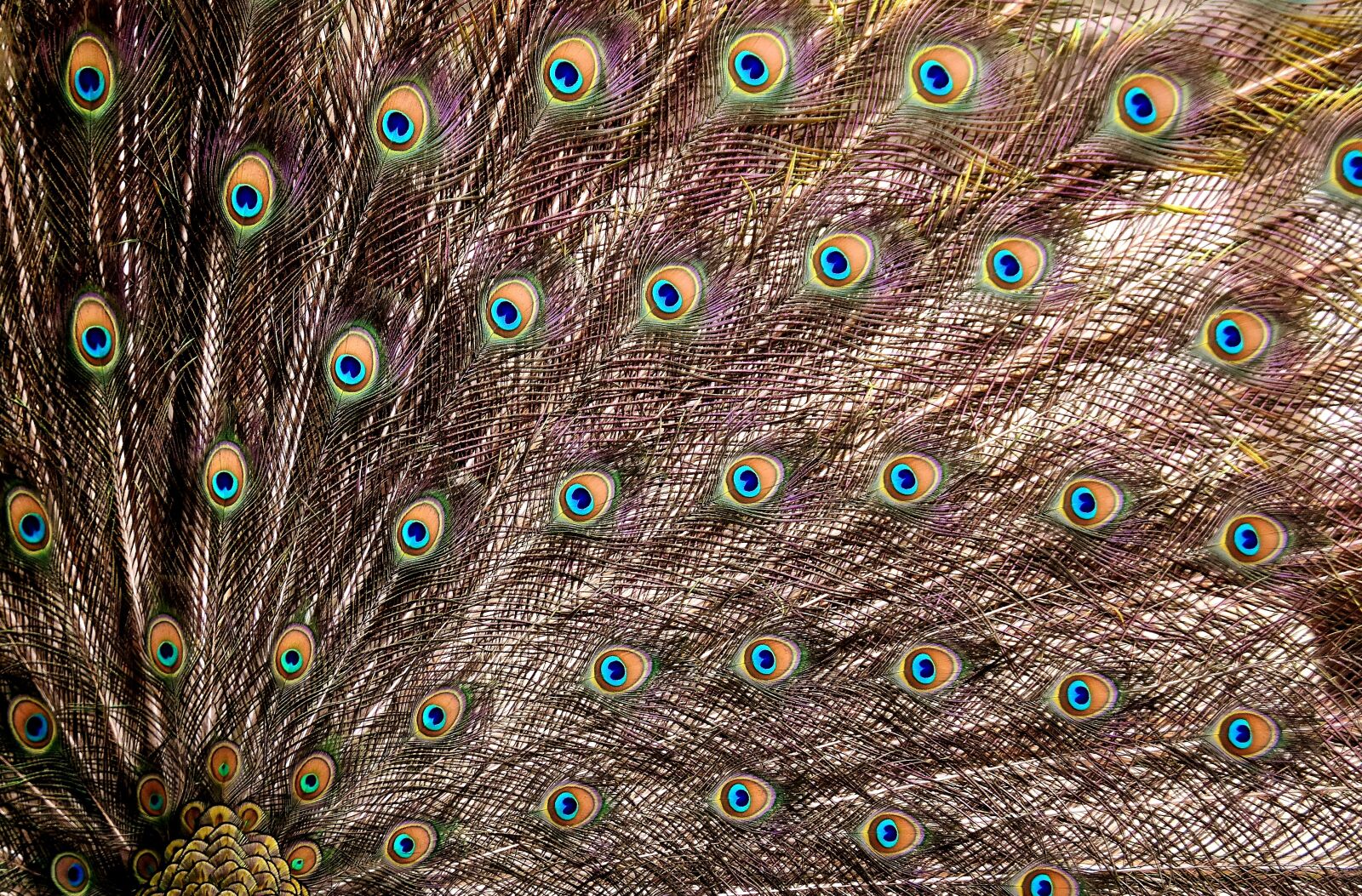 Nikon D7200 sample photo. Peacock feathers, wheel, plumage photography
