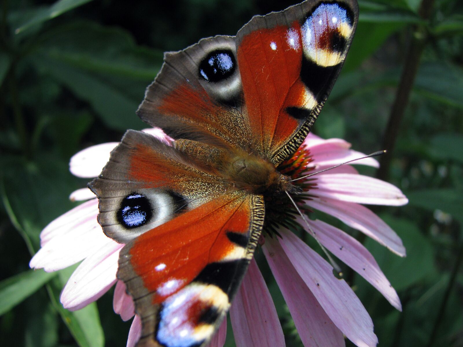 Canon POWERSHOT S5 IS sample photo. Butterfly, garden, insect photography