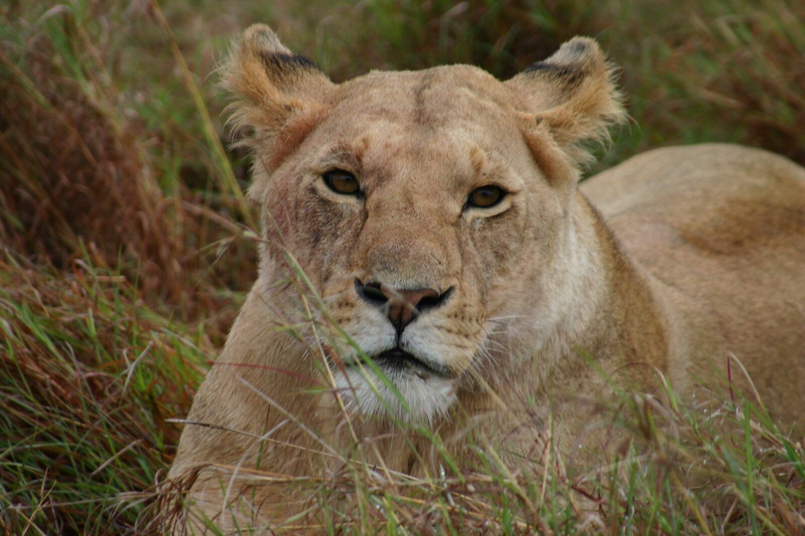 Canon EOS 300D (EOS Digital Rebel / EOS Kiss Digital) sample photo. Lion, lioness, africa photography