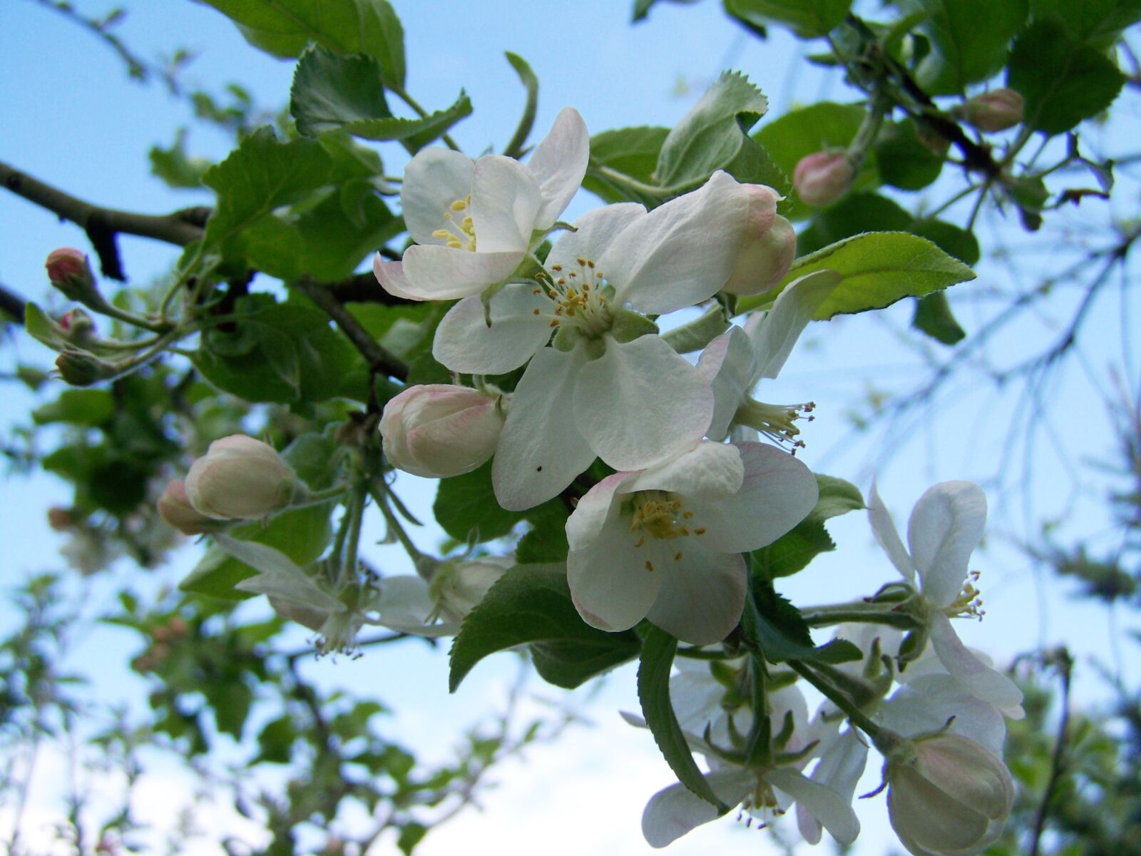 Kodak EASYSHARE ZD710 ZOOM DIGITAL CAMERA sample photo. Apple tree flower, fruit photography