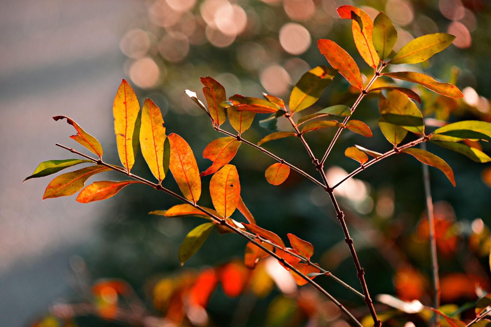 Nikon D750 sample photo. Leaf, foliage, twig photography