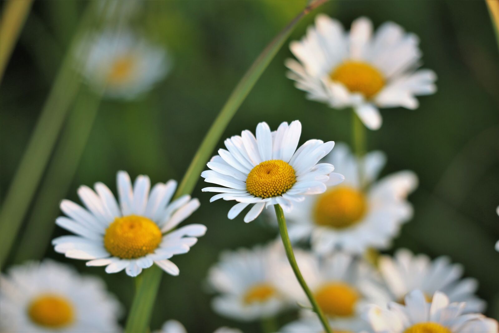 Canon EF 70-300 F4-5.6 IS II USM sample photo. Daisy, flowers, white petals photography