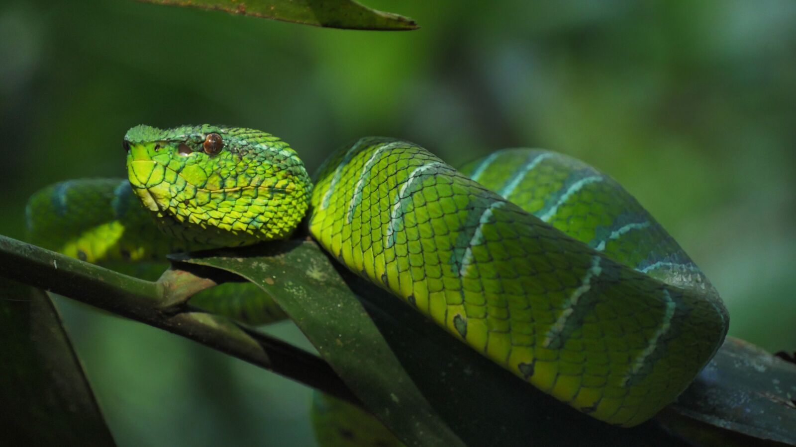 Panasonic Lumix DMC-GH4 sample photo. Snake, trimeresus subannulatus, trimeresus photography