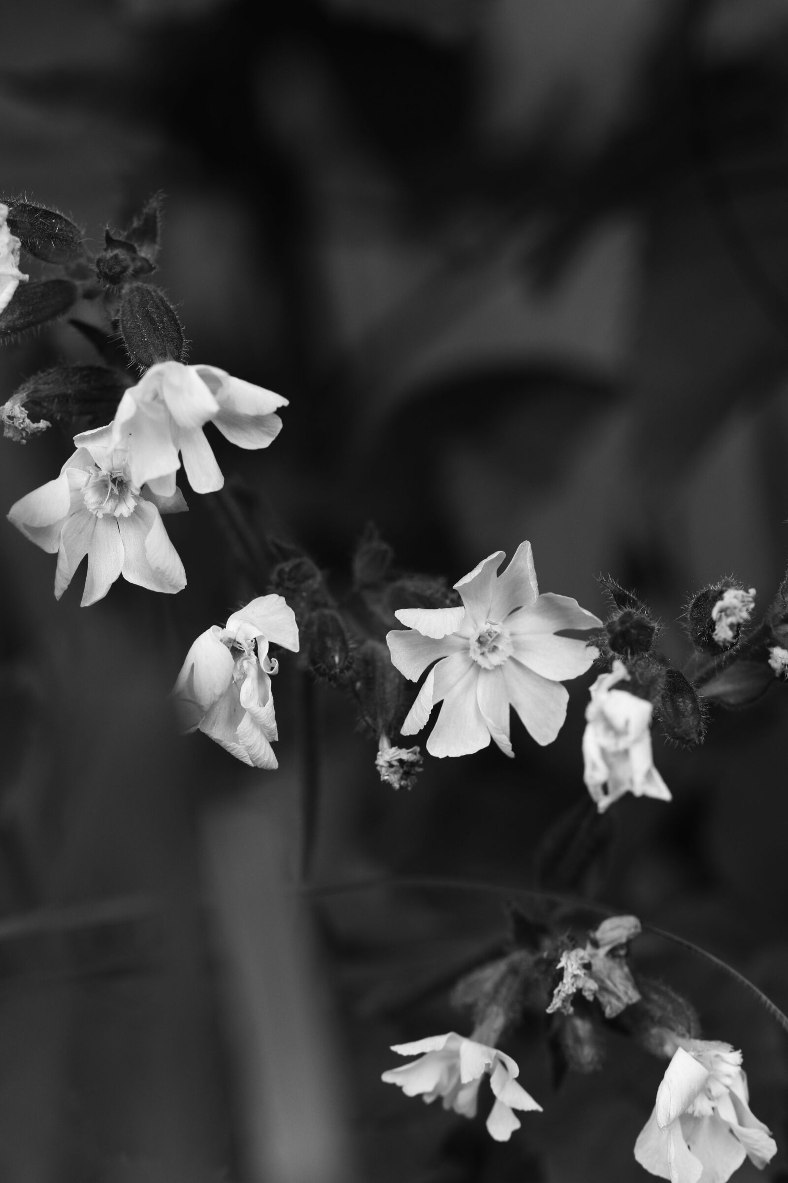 Canon EOS 7D Mark II sample photo. Flowers, summer, summer flowers photography