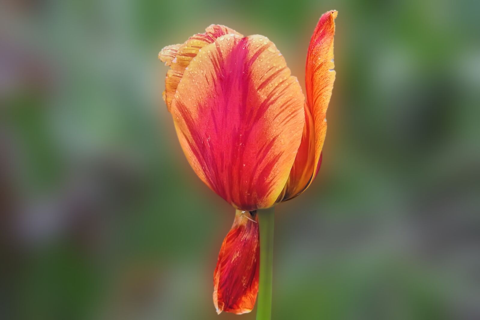 Nikon Coolpix P900 sample photo. Tulip, blossom, bloom photography