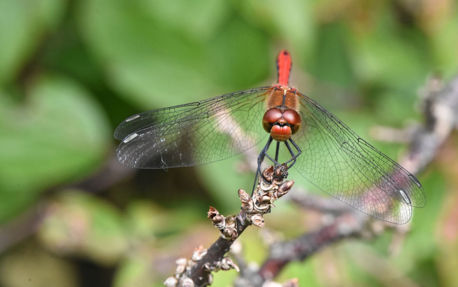 Nikon D7200 sample photo. Dragonfly, insect, macro photography