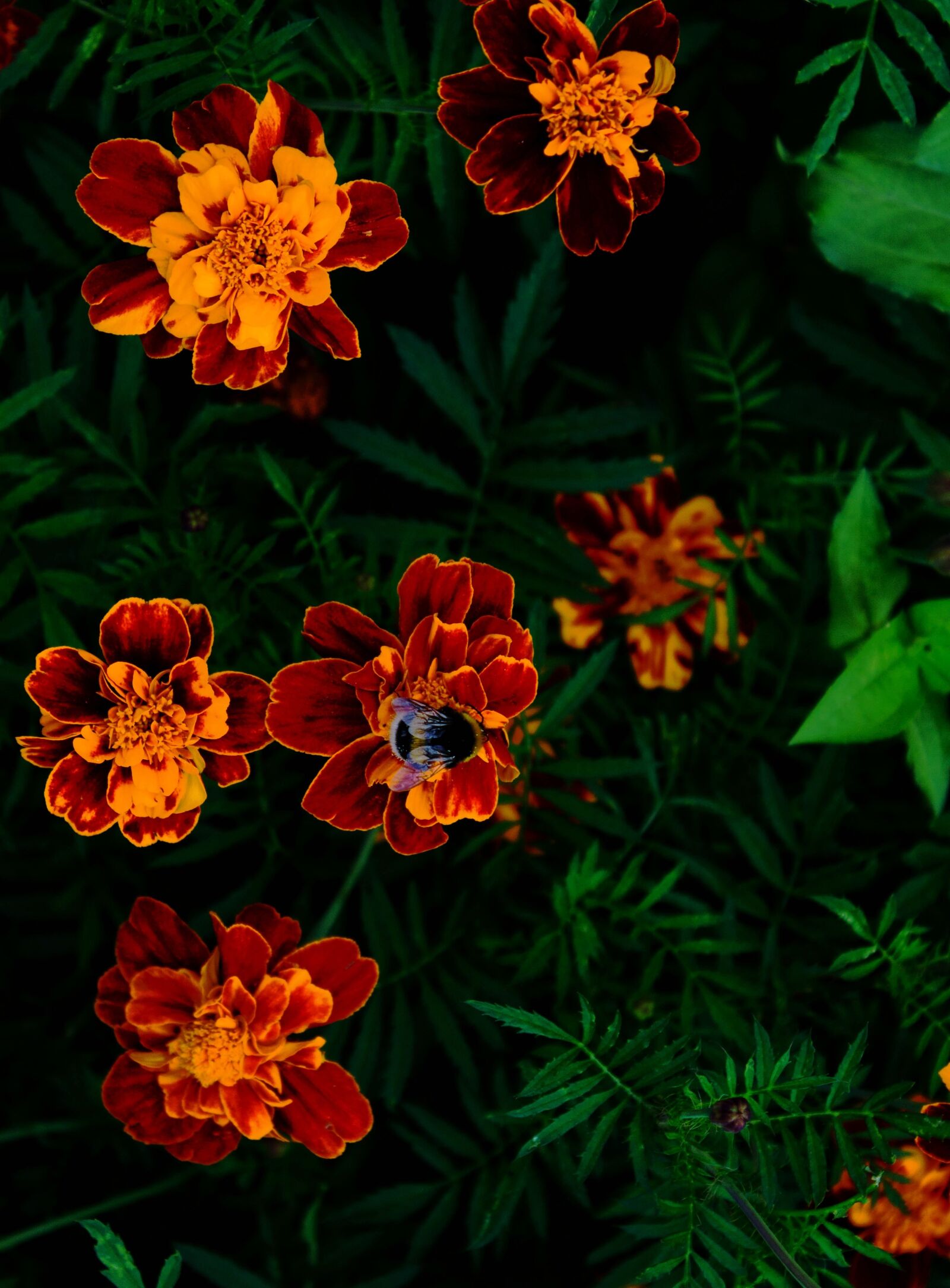 Canon EOS 600D (Rebel EOS T3i / EOS Kiss X5) sample photo. Summer, flowers, bumblebee photography