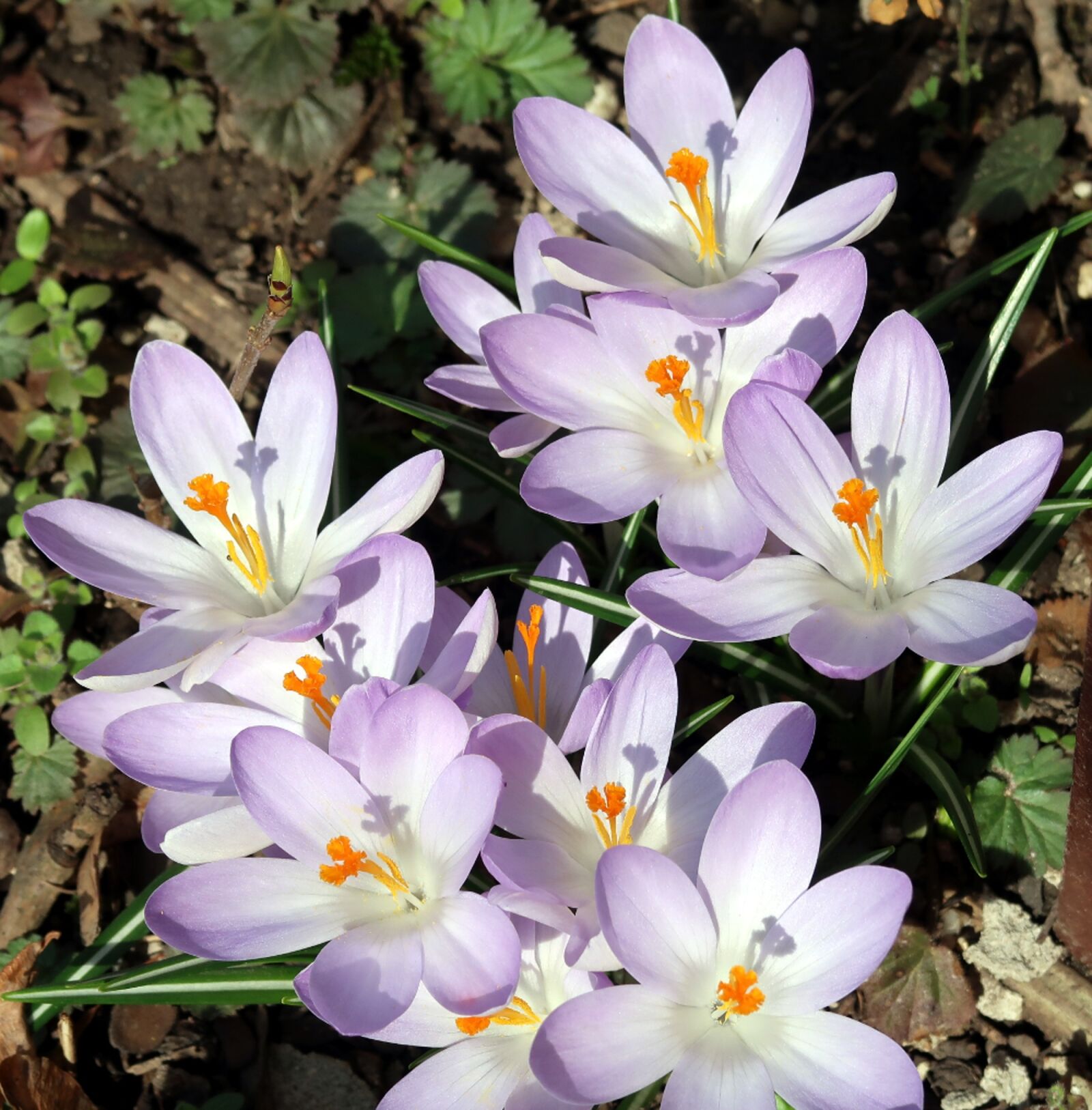 Canon PowerShot G7 X Mark II sample photo. Flower, nature, crocus photography