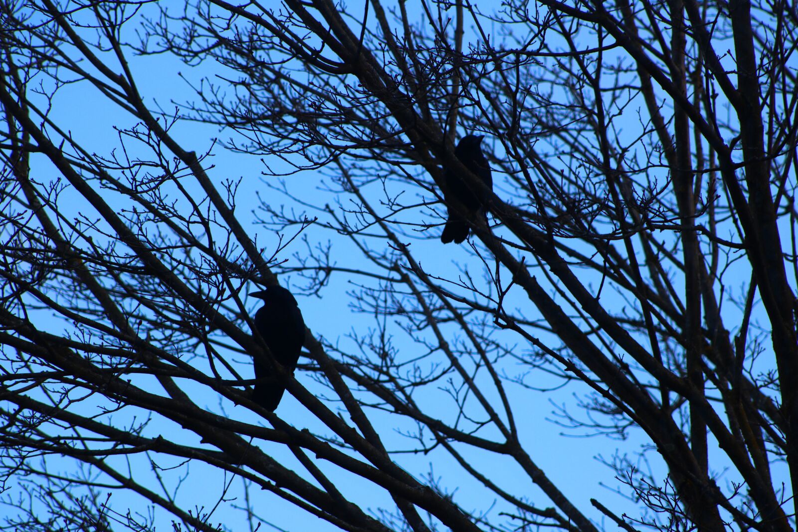 Canon EF75-300mm f/4-5.6 sample photo. Crows, animal, bird photography