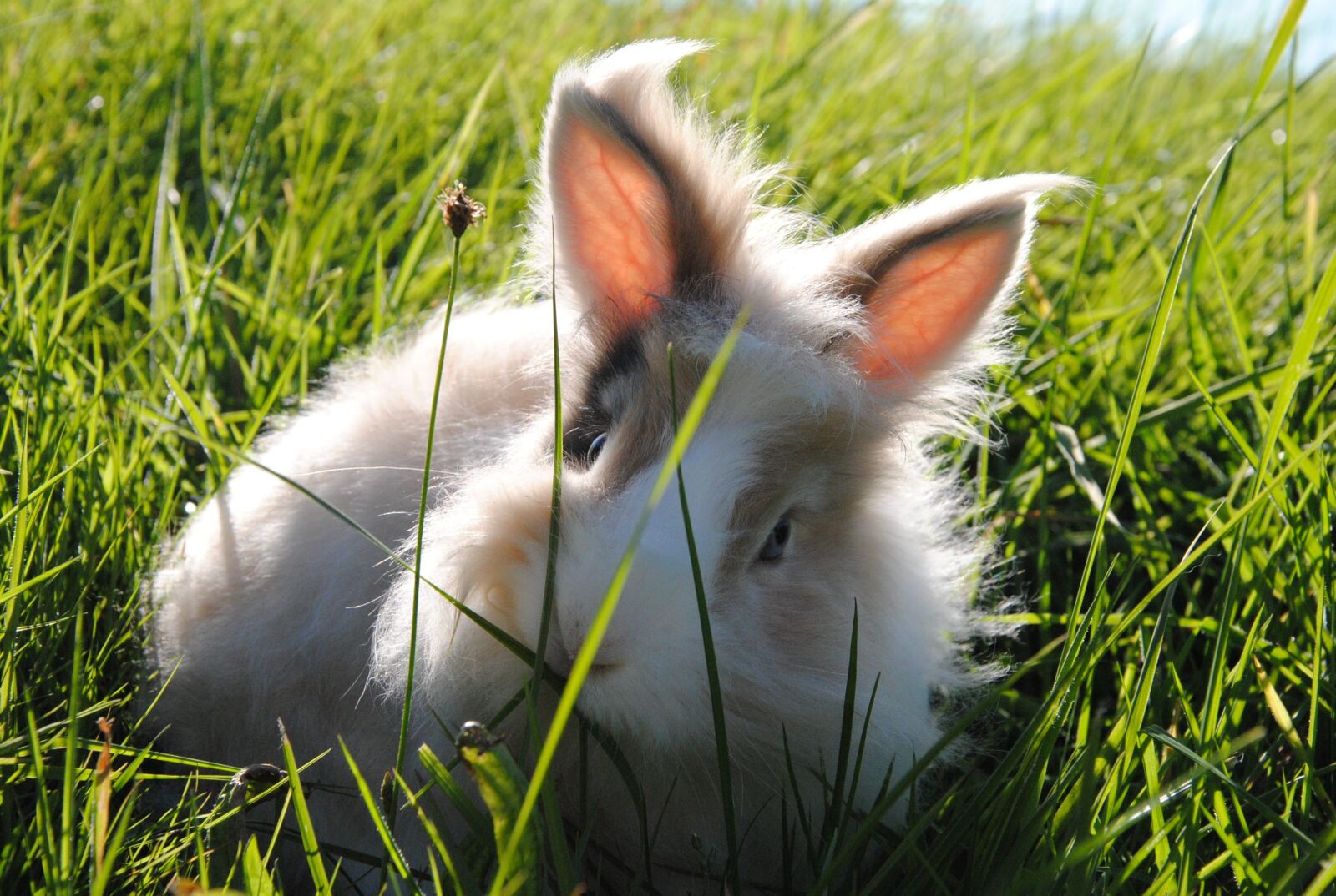 Nikon D3000 sample photo. Hare, animal, nature photography