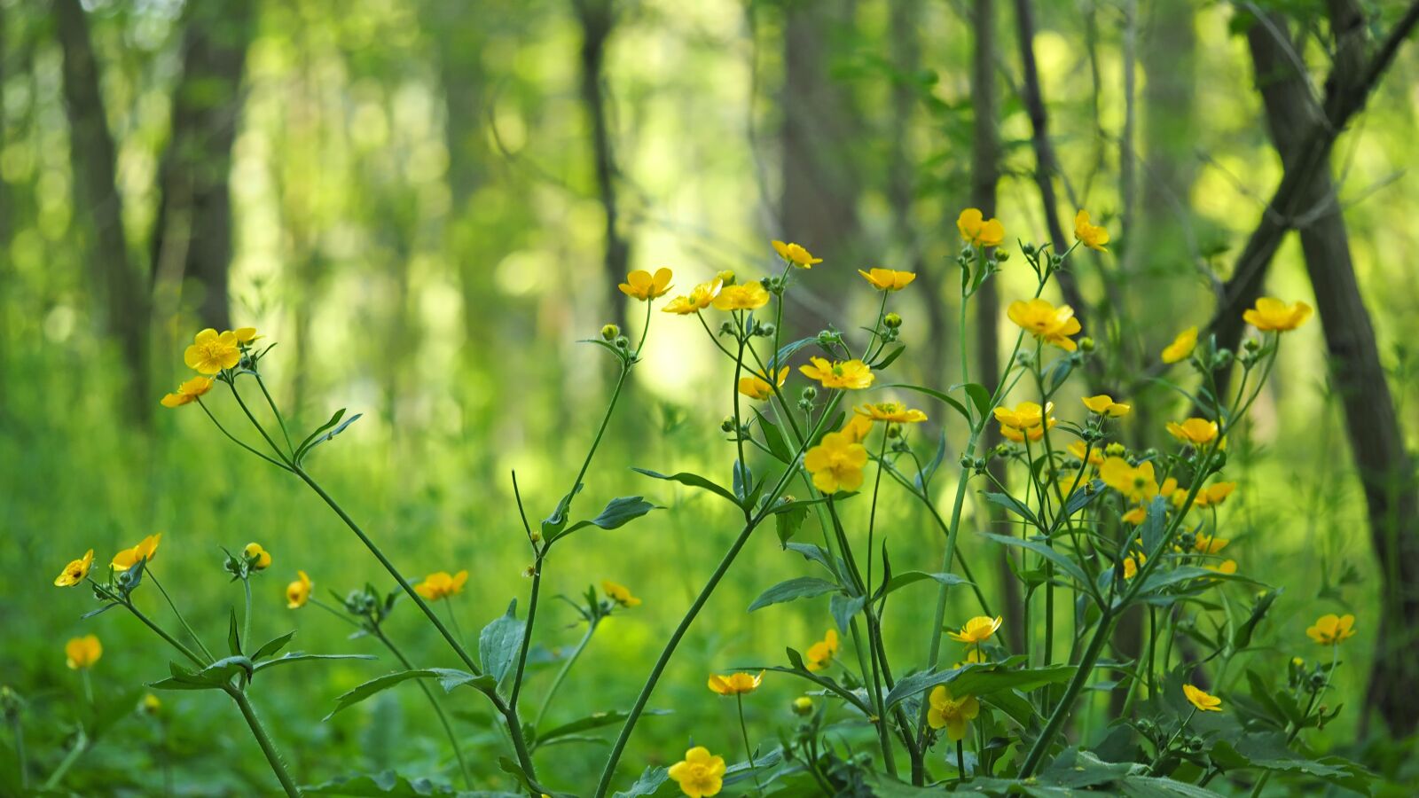Olympus M.Zuiko Digital ED 60mm F2.8 Macro sample photo. Forest, morning, flowers photography